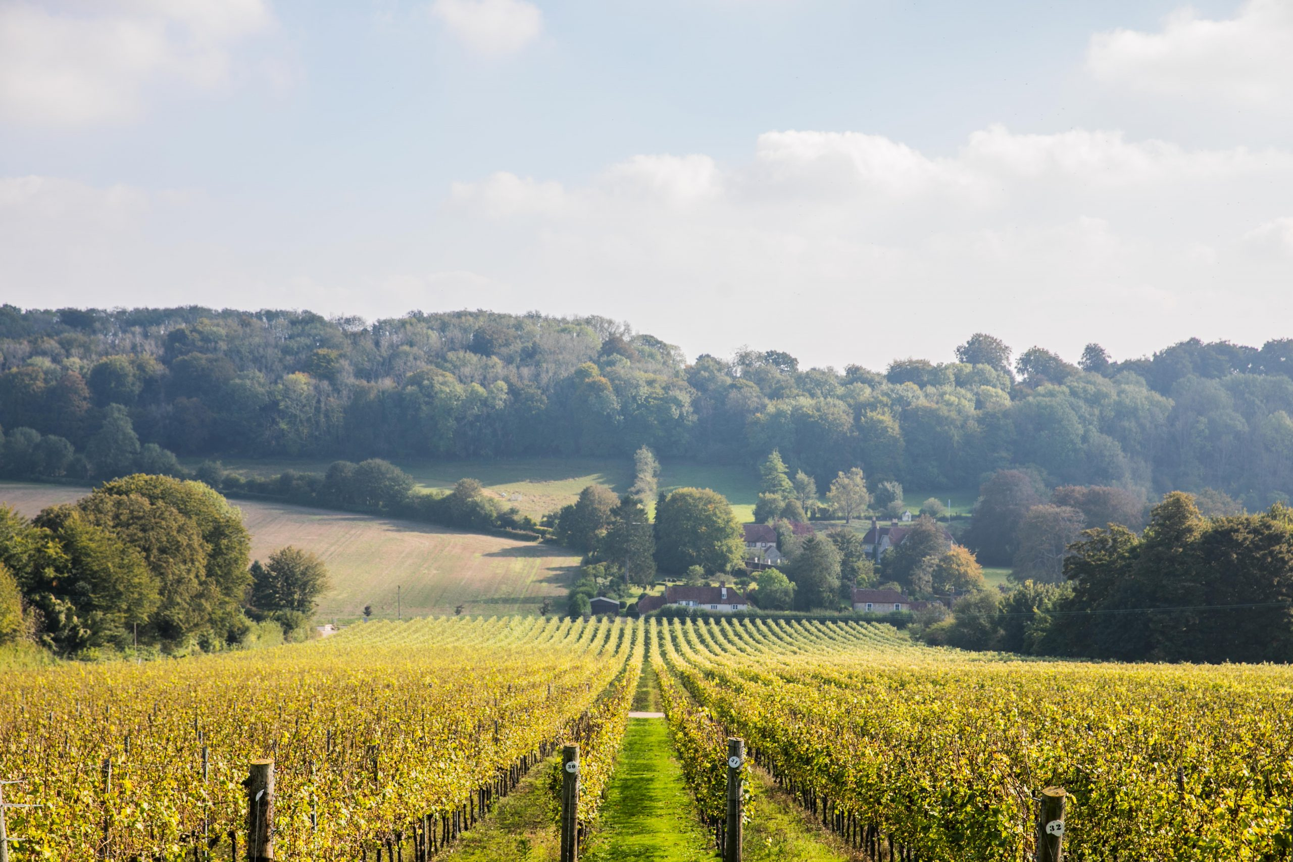 2560x1707 Vineyard land in England 'couldn't possibly be cheaper' The Drinks Business