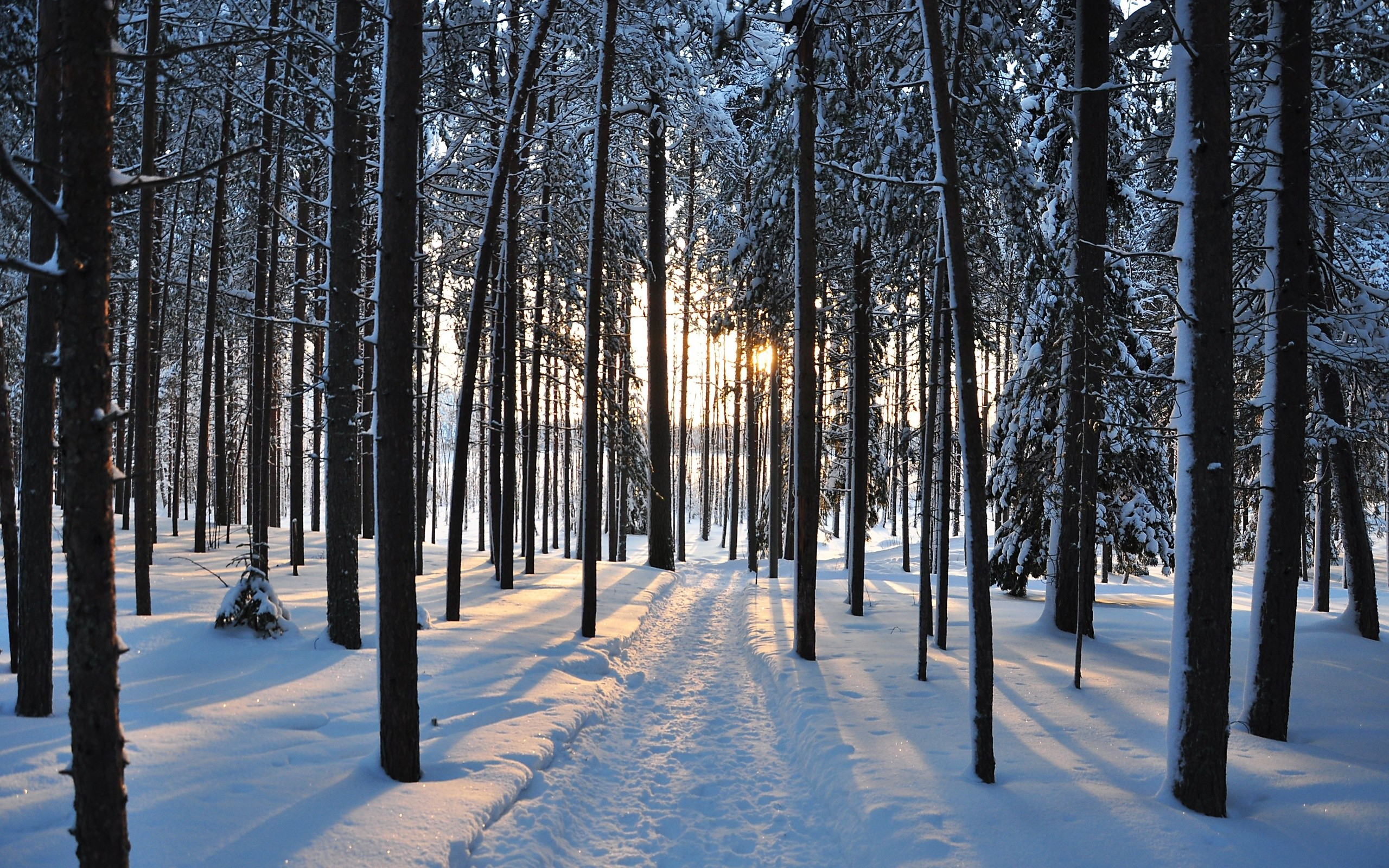 2560x1600 Winter Tree Wallpaper (67+ pictures