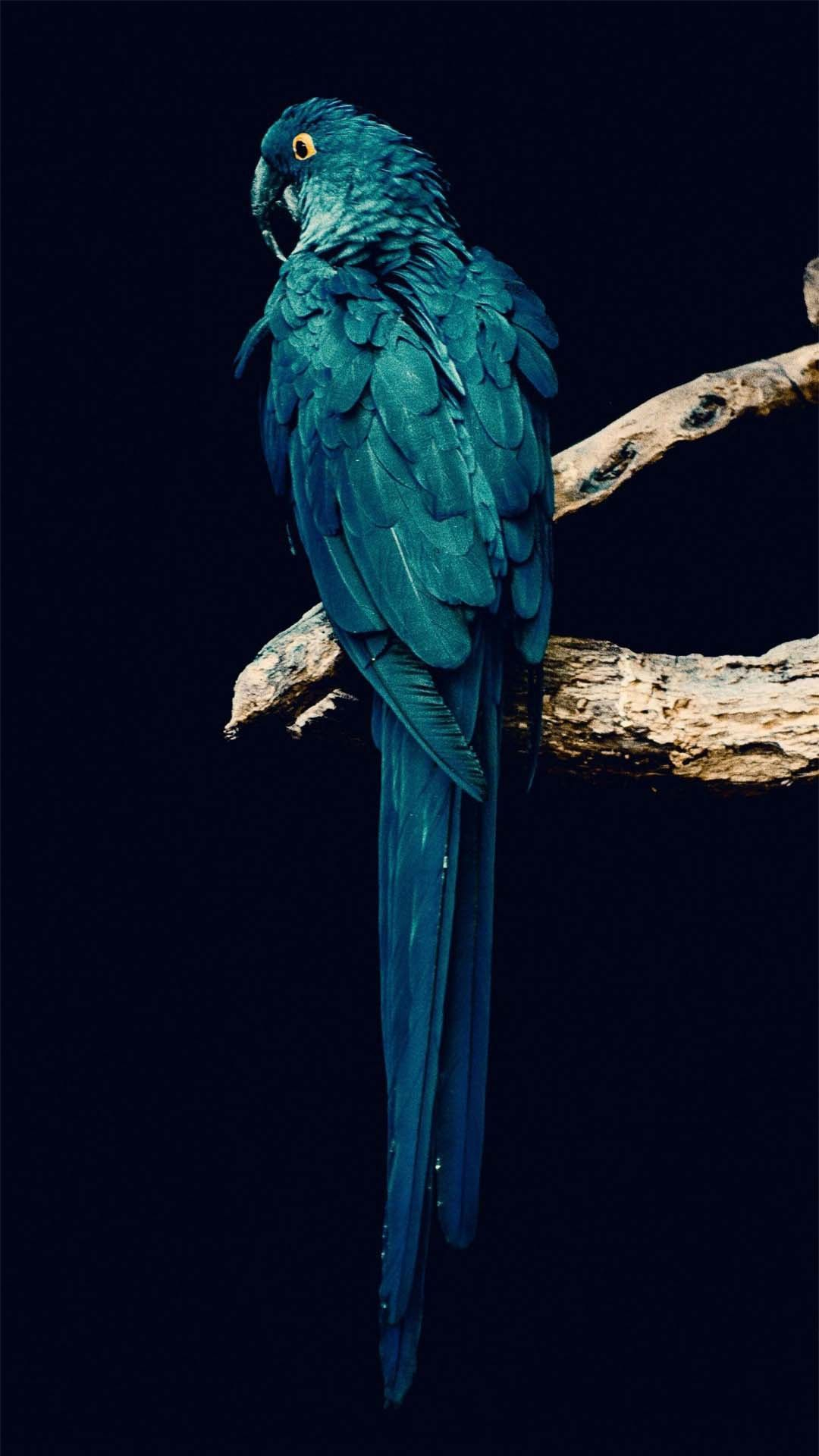 1080x1920 Parrot iPhone Wallpapers Top Free Parrot iPhone Backgrounds
