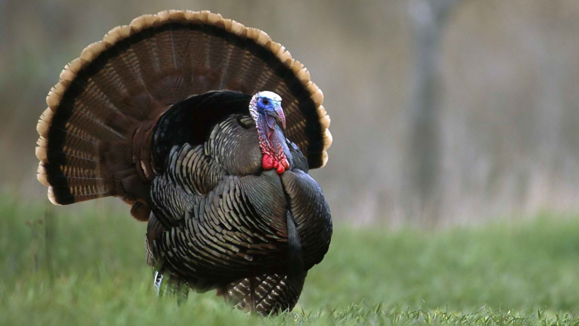 1920x1080 turkey, Bird, Wildlife, Thanksgiving, Nature Wallpapers HD / Desktop and Mobile Backgrounds