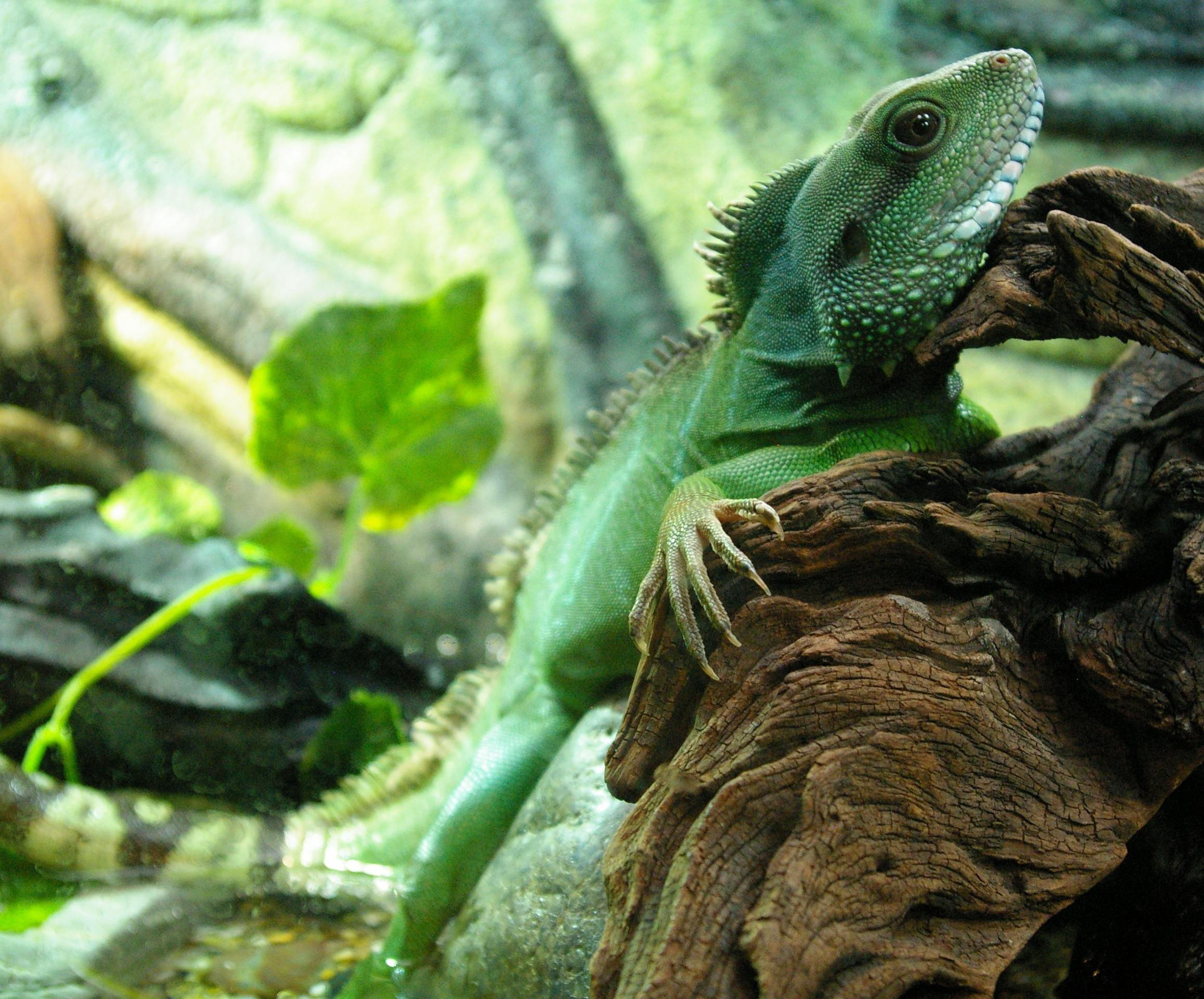 2314x1920 Chinese Water Dragon Wallpapers Top Free Chinese Water Dragon Backgrounds