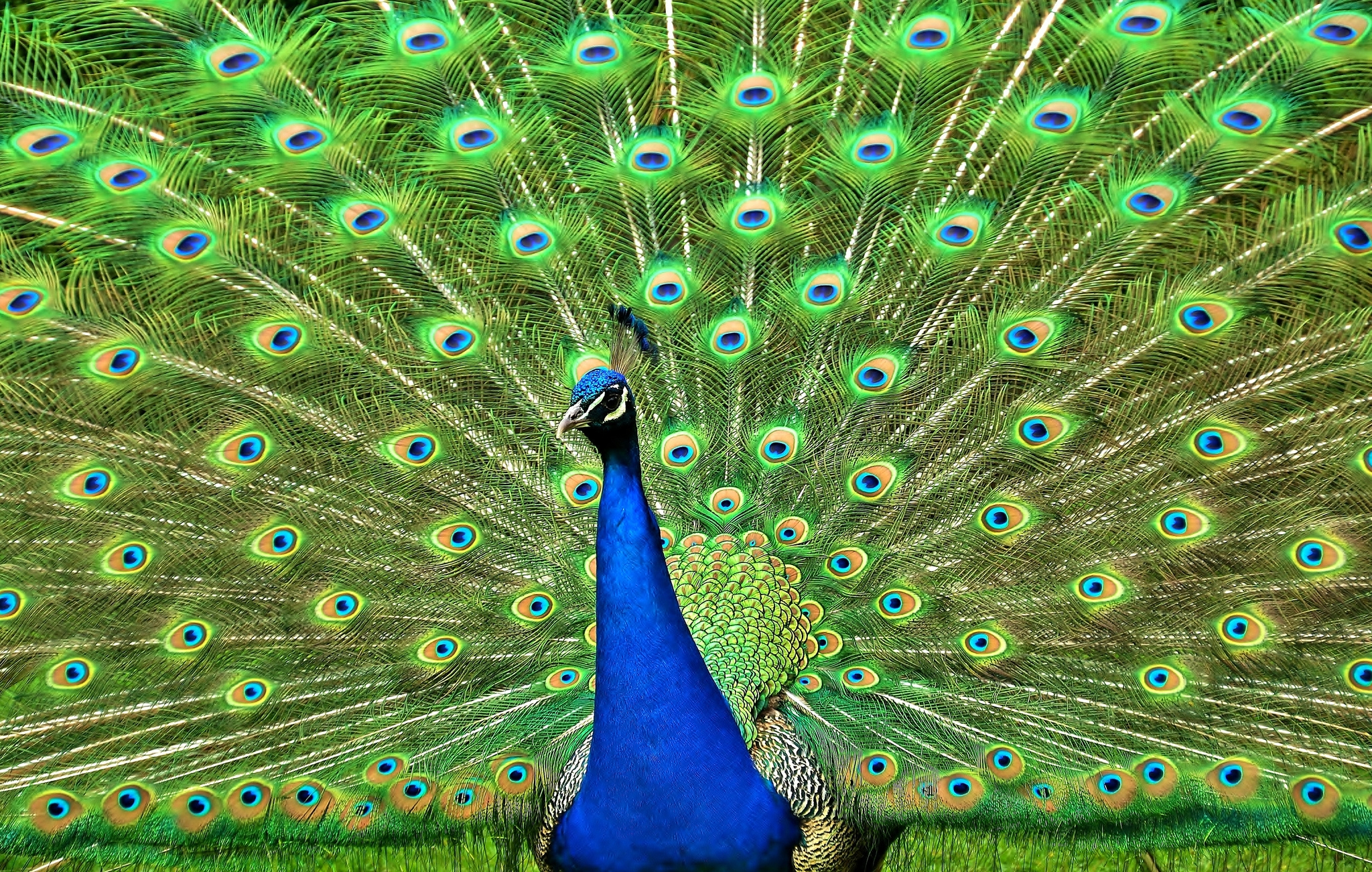 2048x1301 Wallpaper : peacock, bird, tail wallpaperUp 658327 HD Wallpapers