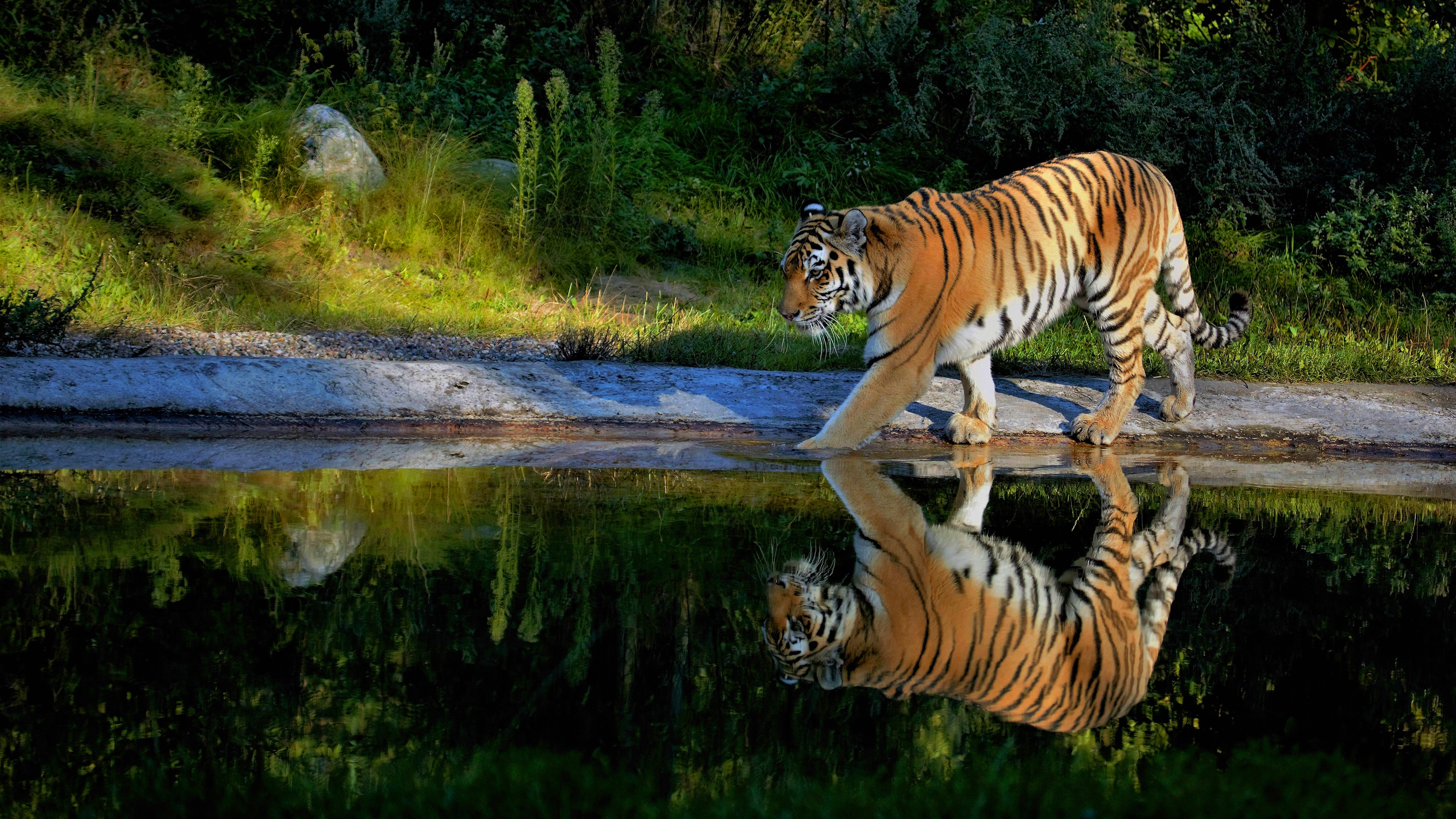 3840x2160 Tiger Walking On The Pond Way, HD Animals, 4k Wallpapers, Images, Backgrounds, Photos and Pictures