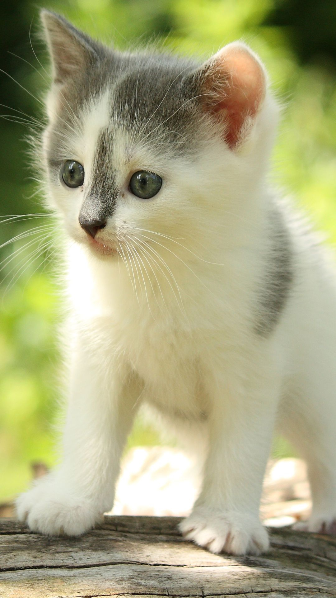 1080x1920 Animal / Cat () Mobile Wallpaper | Cute puppies and kittens, Kittens cutest, Cute cats