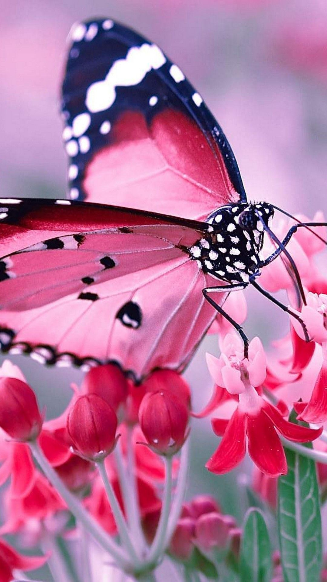 1080x1920 Pink Butterfly Wallpaper For Phone | Pink wallpaper backgrounds, Butterfly wallpaper, Butterfly wallpaper iphone
