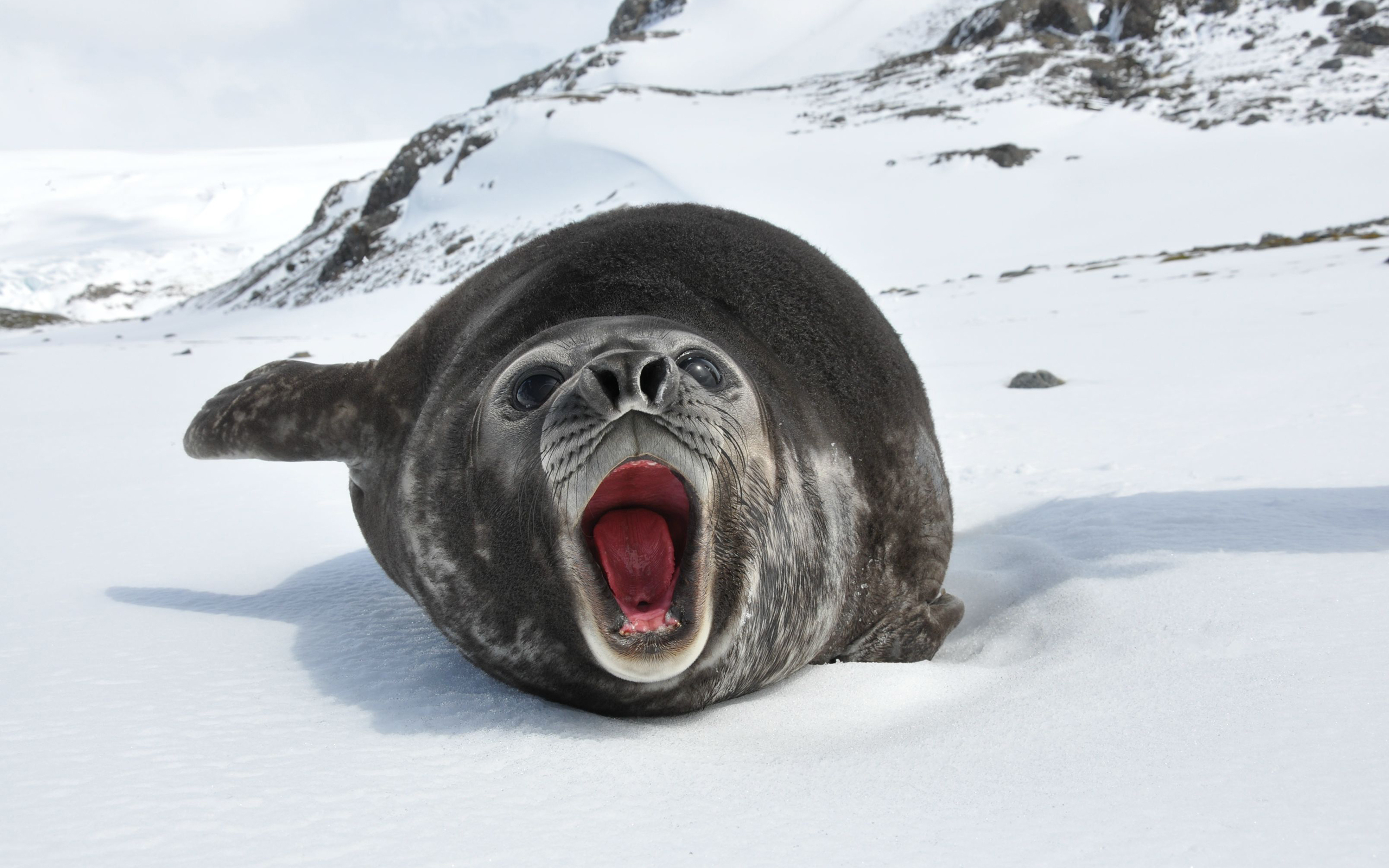 2560x1600 Sea Lion Seal Snow wallpaper | | 45290