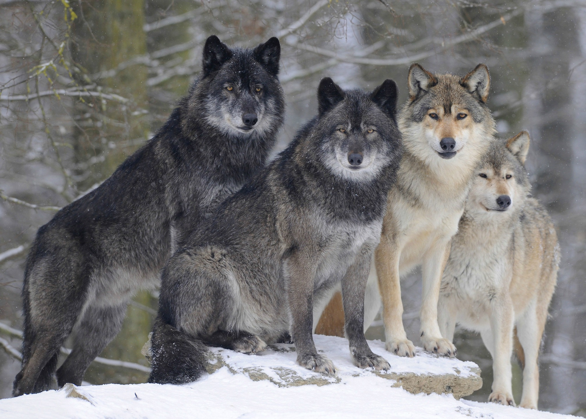 2012x1440 10+ Gray Wolf HD Wallpapers and Backgrounds