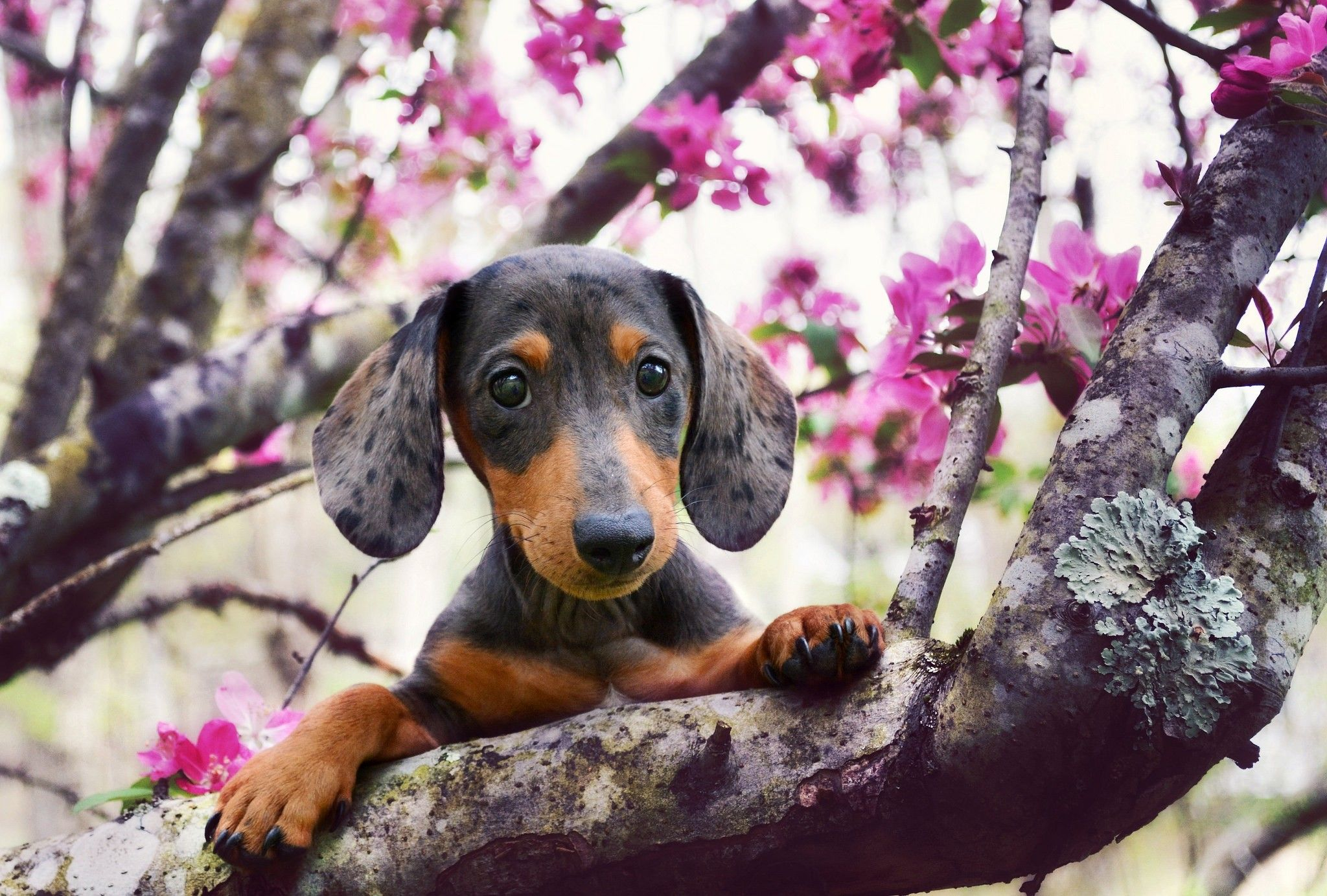 2048x1383 Spring Dog Wallpapers Top Free Spring Dog Backgrounds