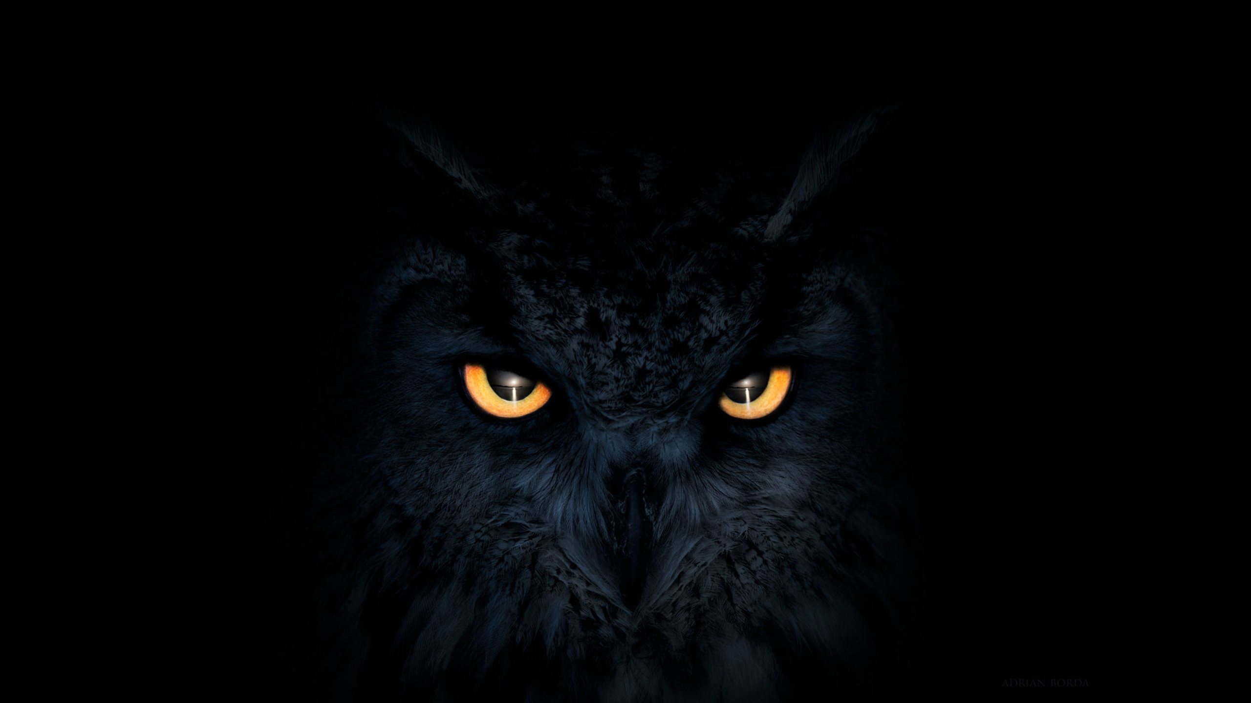 2560x1440 Owl Dark Glowing Eyes, HD Artist, 4k Wallpapers, Images, Backgrounds, Photos and Pictures