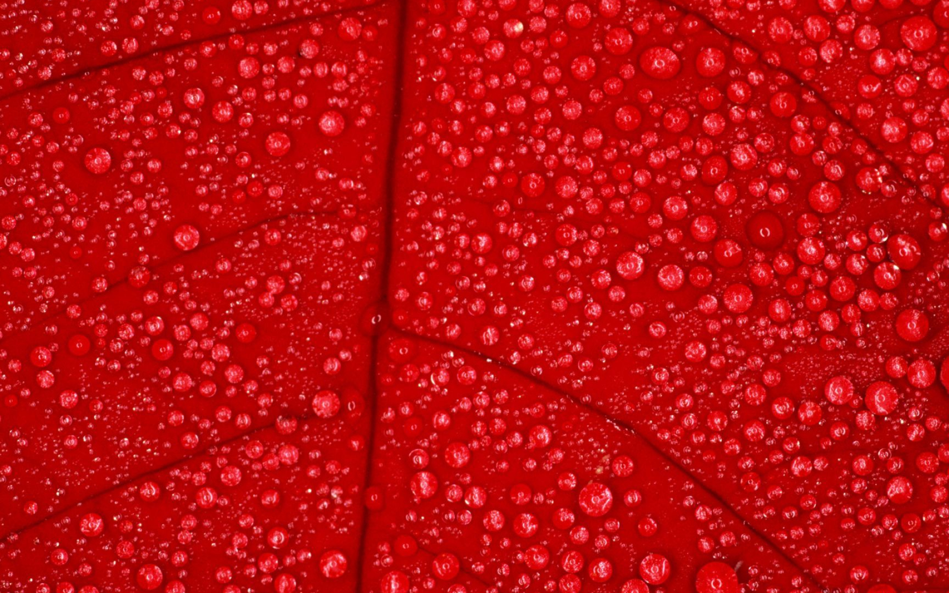 1920x1200 Close-up of red leaf with dew drops | Red leaves, Red wallpaper, Red