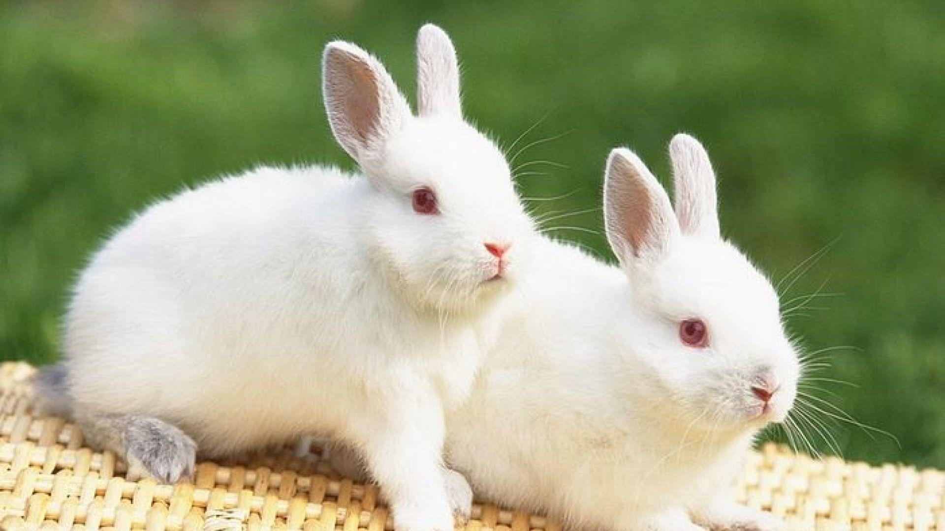 1920x1080 Cute White Baby Rabbits Wallpapers