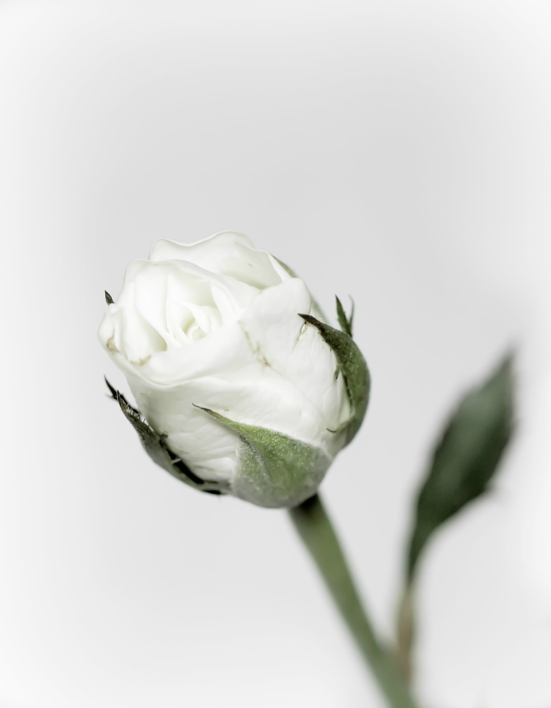 1769x2274 Closeup photography of white Rose flower on white background HD wallpaper |