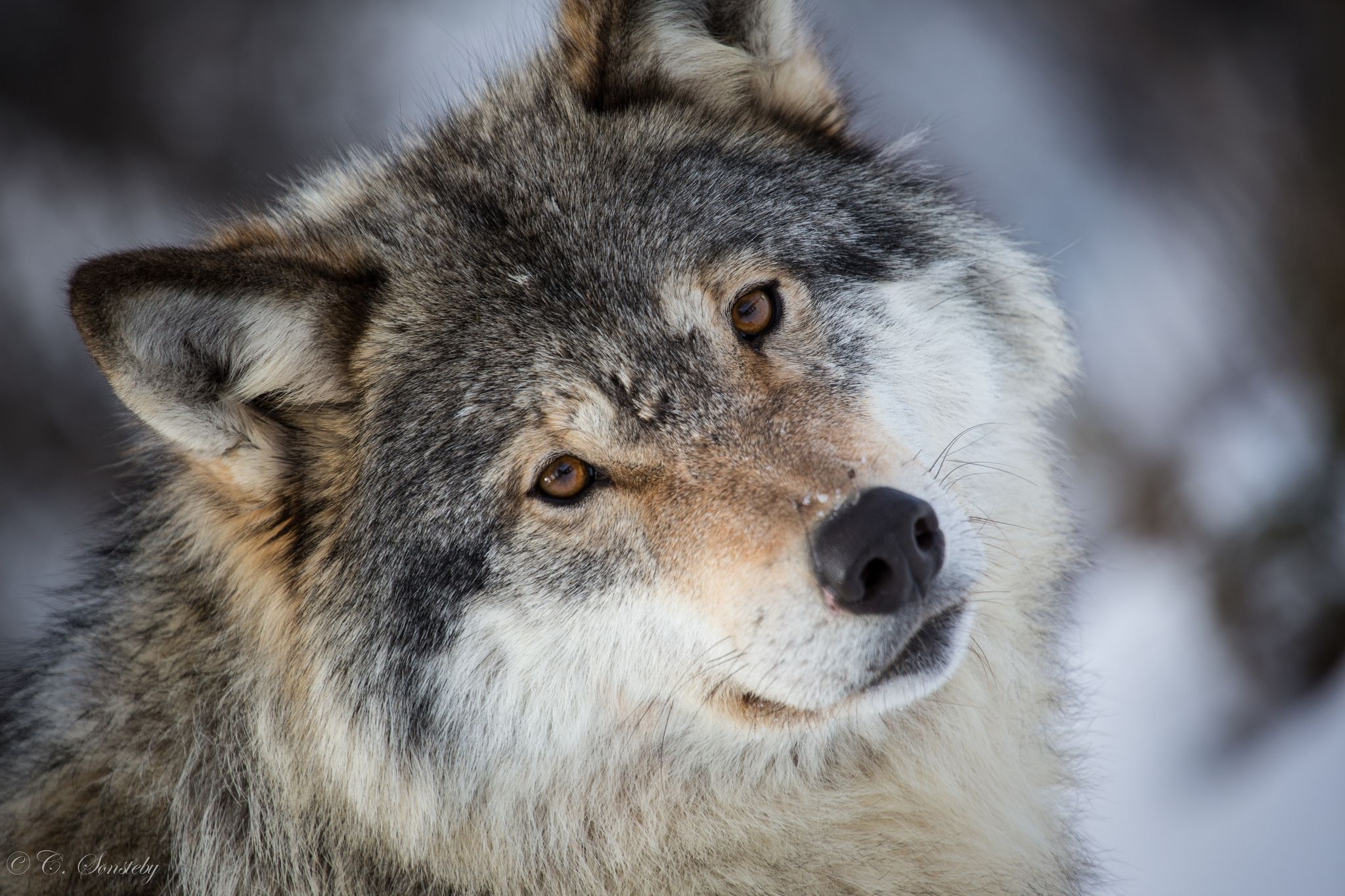 2048x1365 Gray Wolf Wallpapers Top Free Gray Wolf Backgrounds