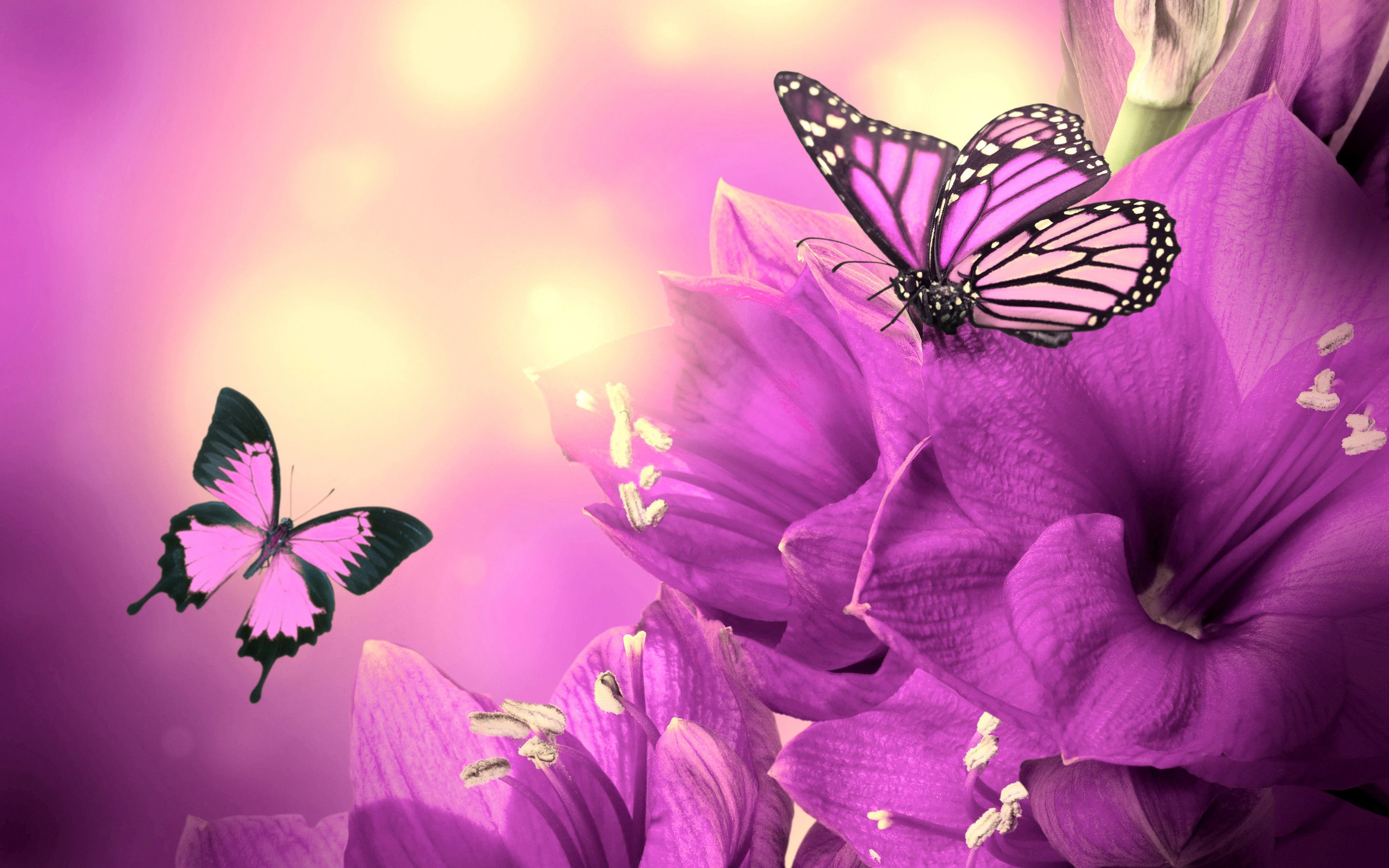 2880x1800 Purple Butterfly Wallpapers | Purple butterfly wallpaper, Butterfly wallpaper, Flower wallpaper