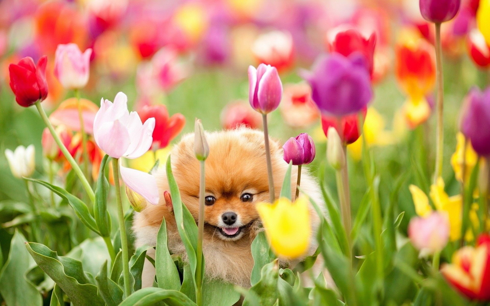 1920x1200 Puppy In Spring Wallpapers