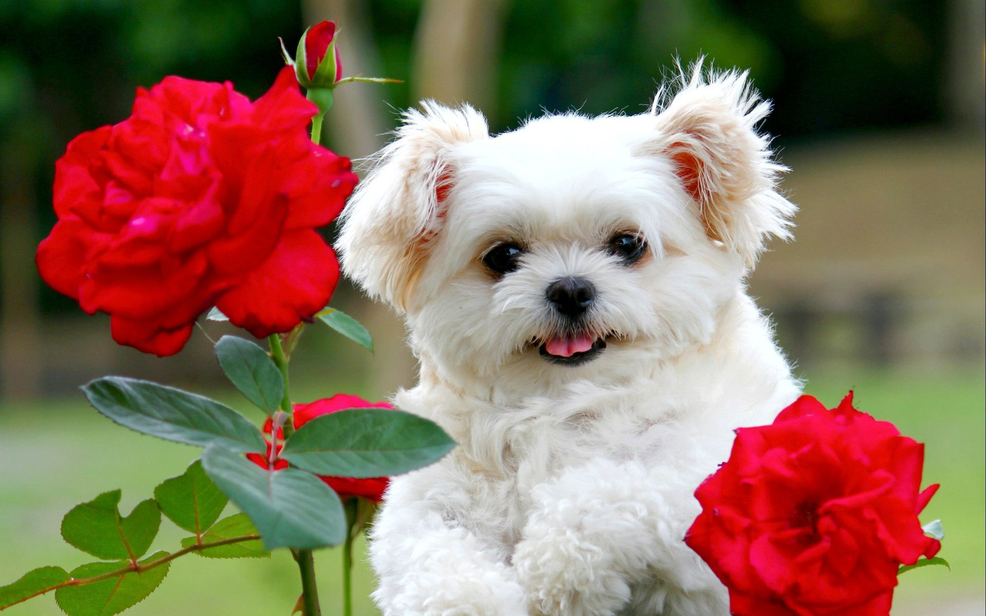1920x1200 Really Cute Puppy Wallpapers
