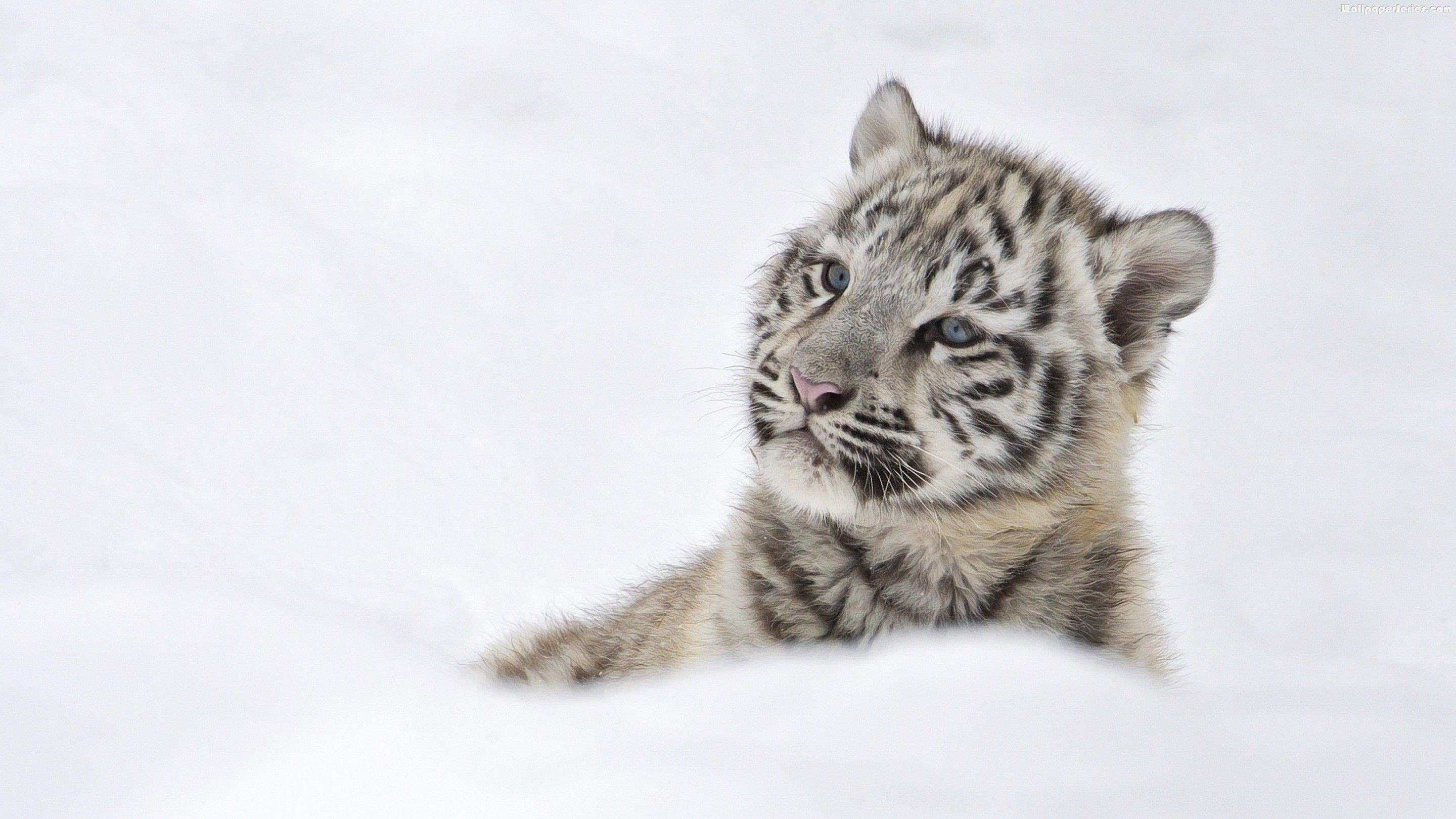 2880x1620 Animali belli, Tigre delle nevi, Tigrotti