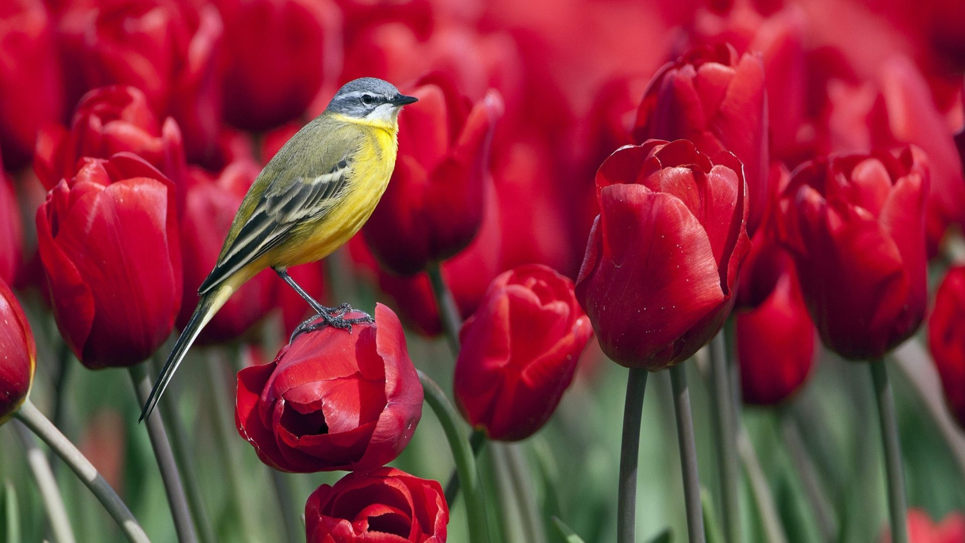 1920x1080 Bird tulips flowers ultra hd wallpaper Eyecandy for your XFCE-Desktop