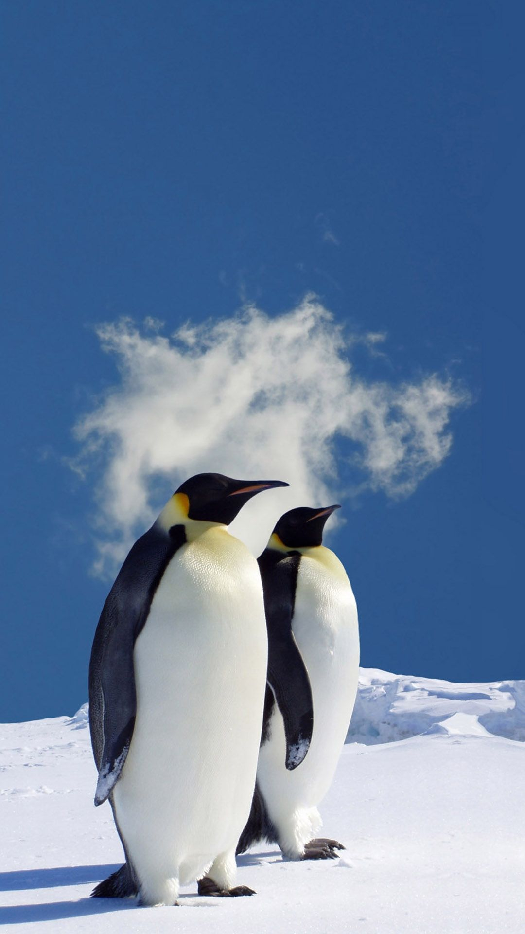 1080x1920 HD Penguin Wallpaper
