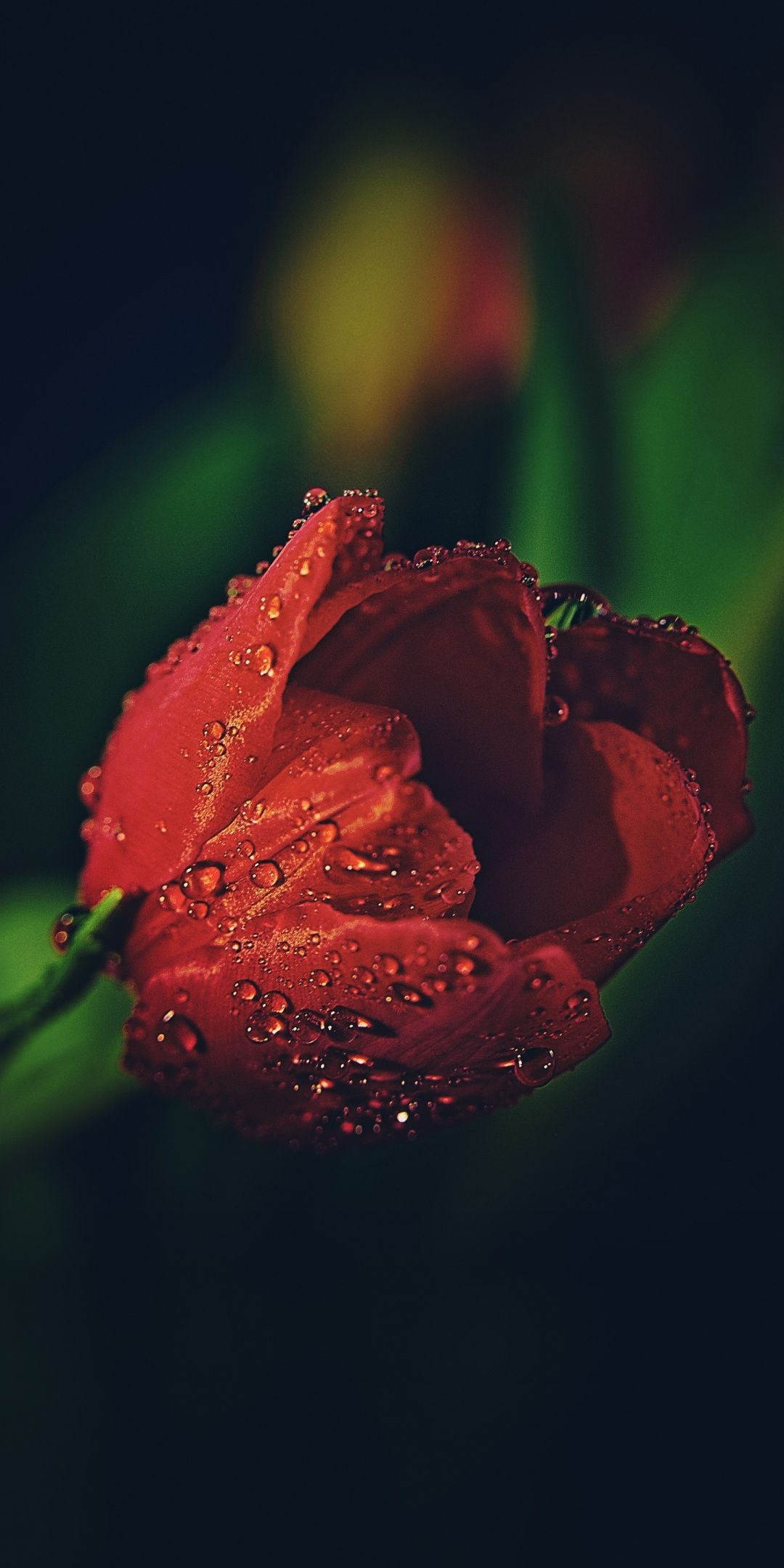 1080x2160 Drops, red tulip, close up, wallpaper | Tulipas vermelhas, Tulipas, Flor tulipa