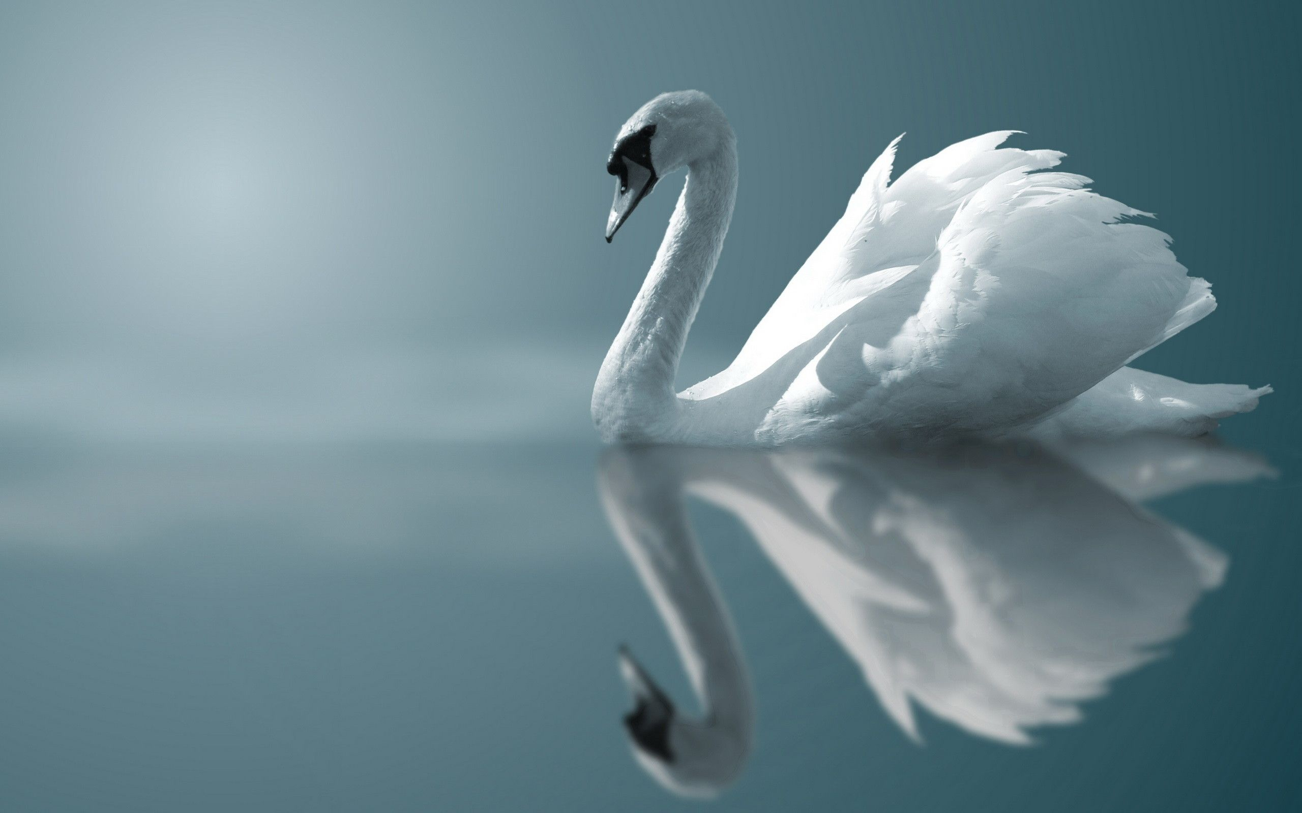 2560x1600 Swan Wallpapers Top Free Swan Backgrounds