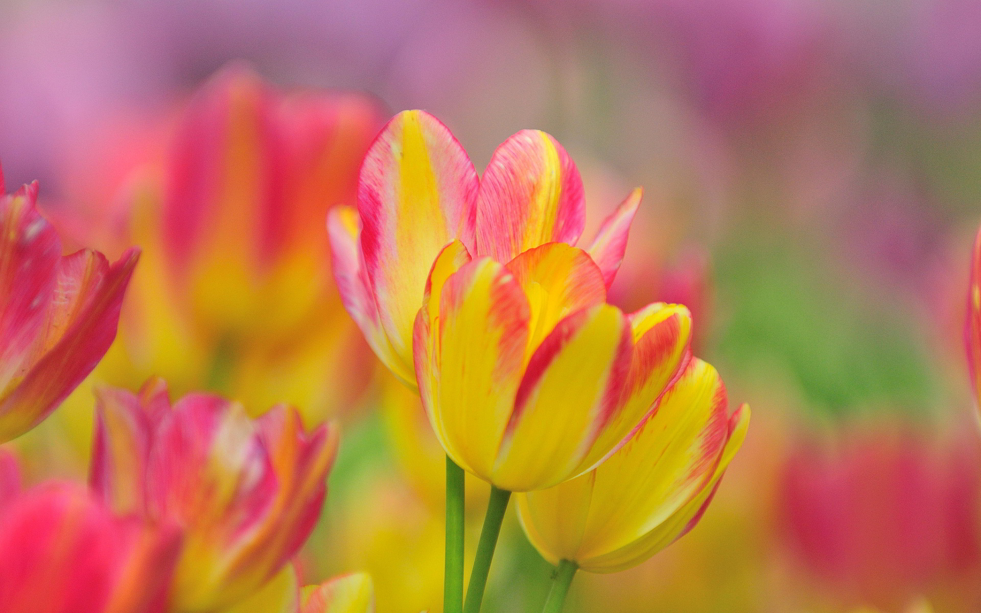 1920x1200 Pink And Yellow Spring Wallpapers