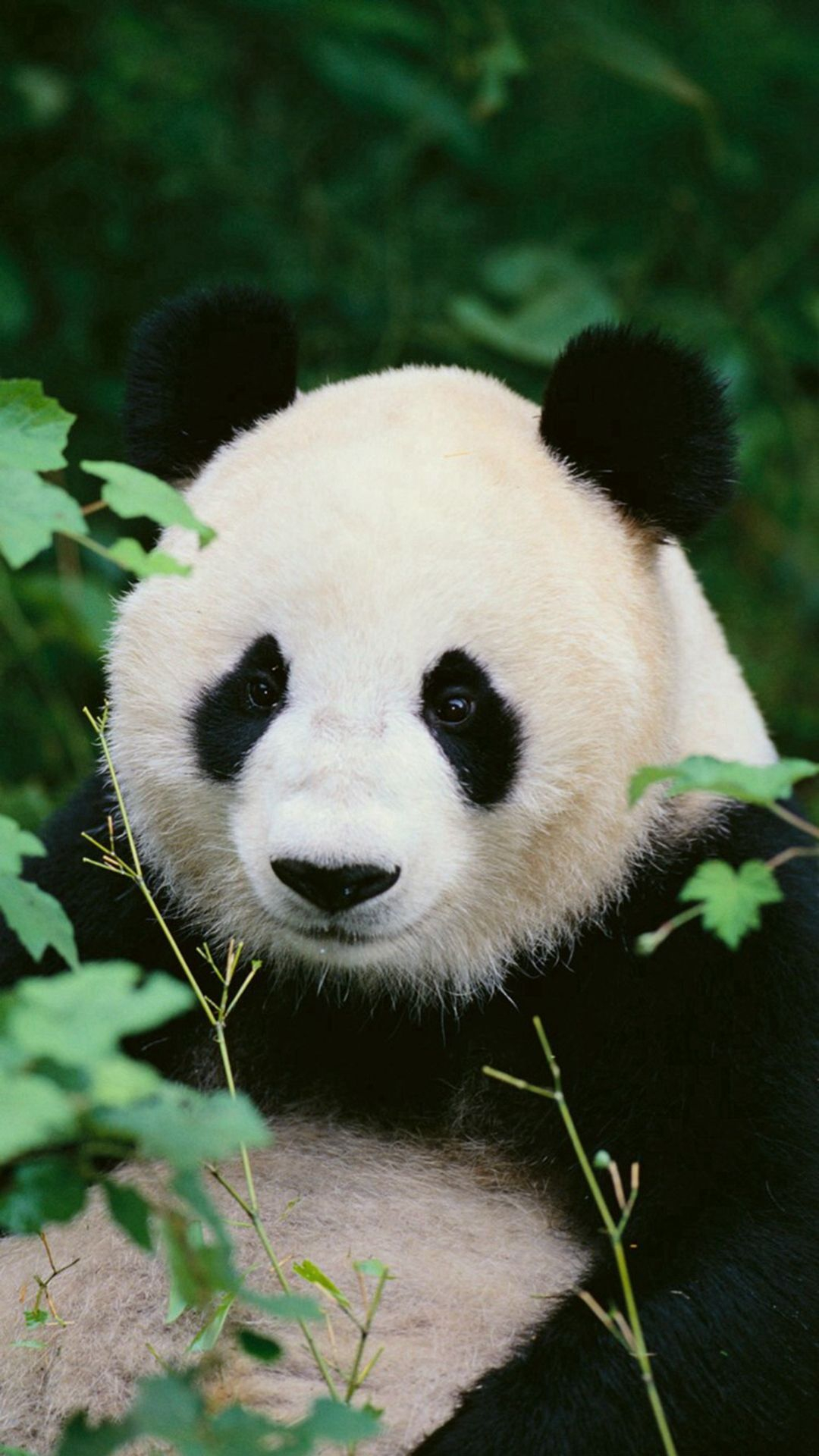 1080x1920 Panda Woods Nature iPhone 6 Wallpaper Download | iPhone Wallpapers, iPad wallpapers One-stop Download | Panda images, Giant panda, Cute panda baby