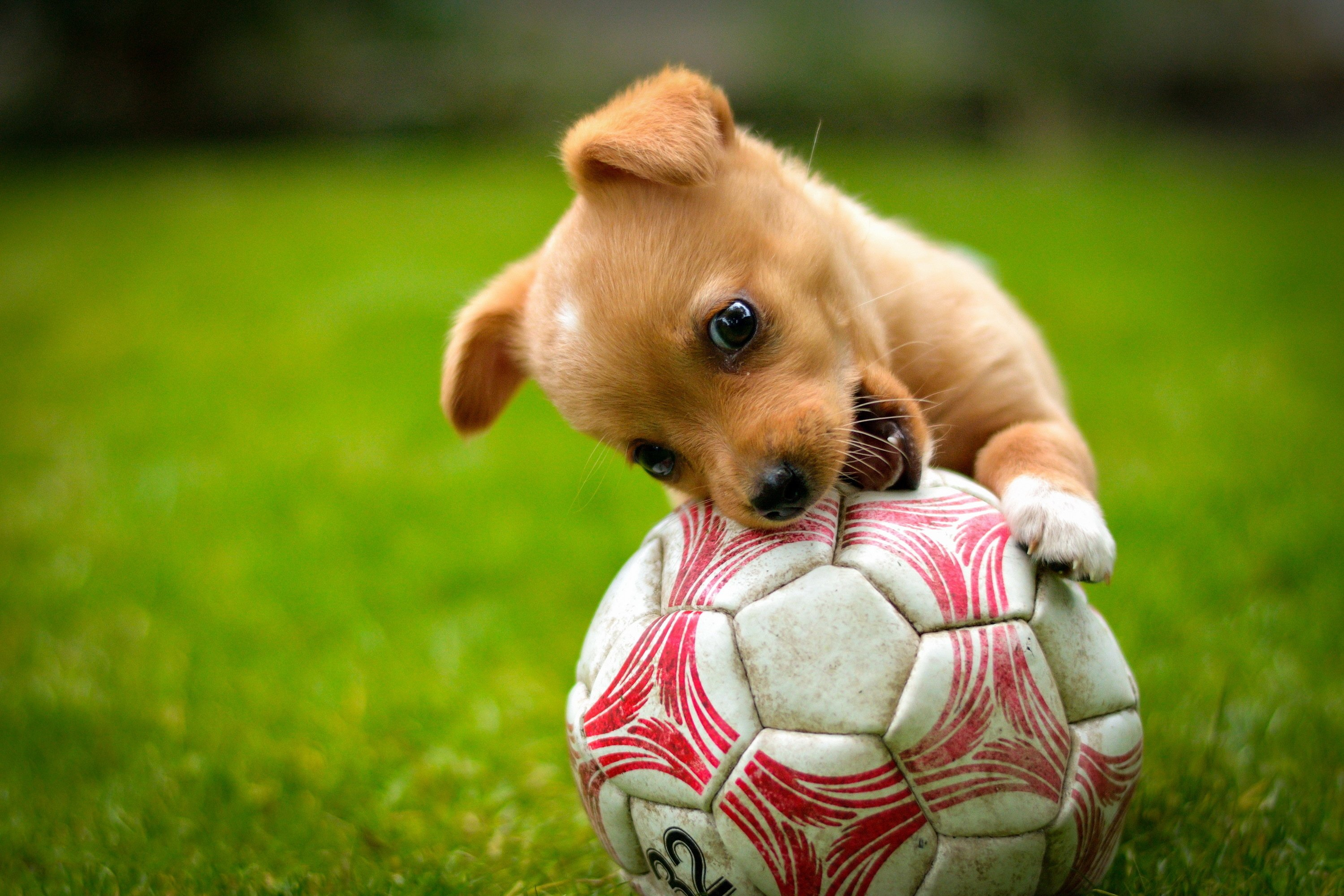 2999x2000 ball, Game, Red, Dog, Lawn, Puppy, Soccer Wallpapers HD / Desktop and Mobile Backgrounds