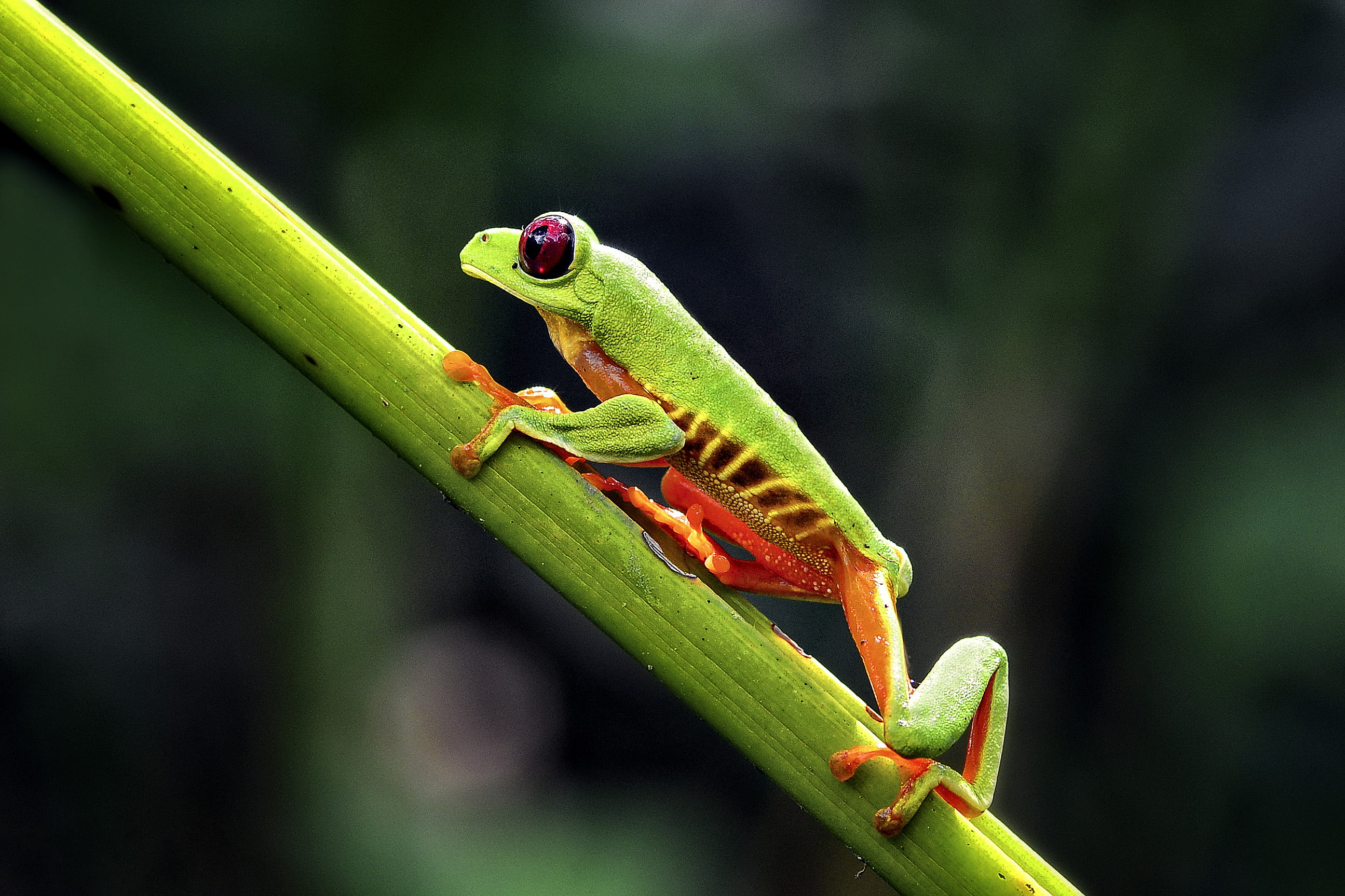2591x1727 Selective photography ofg green frog on green branch, red-eyed tree frog HD wallpaper