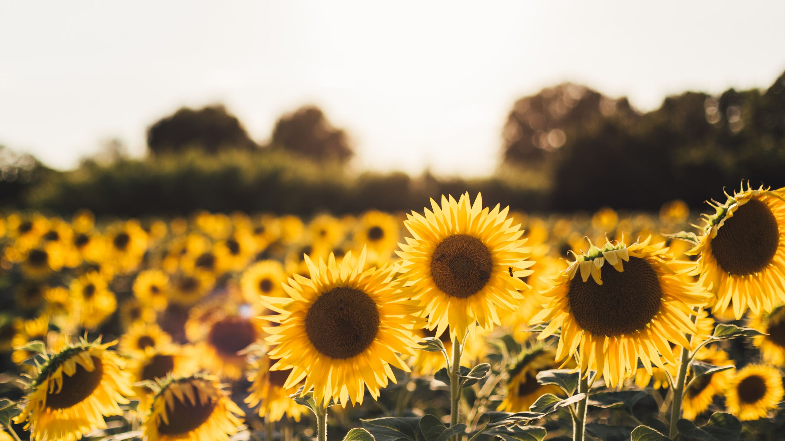 2560x1440 Sunflowers 1440P Resolution HD 4k Wallpapers, Images, Backgrounds, Photos and Pictures