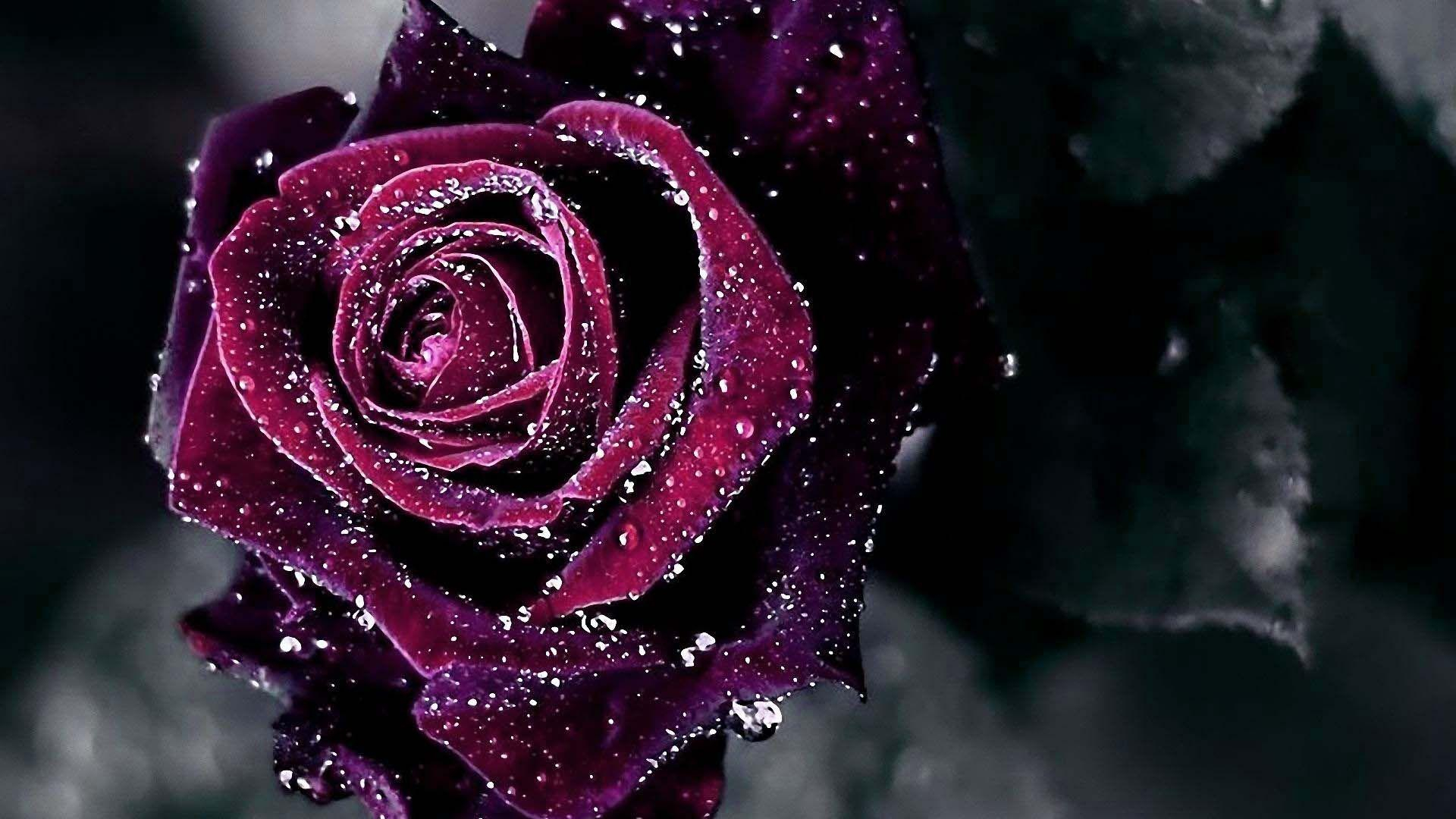 1920x1080 Wet Roses Wallpapers
