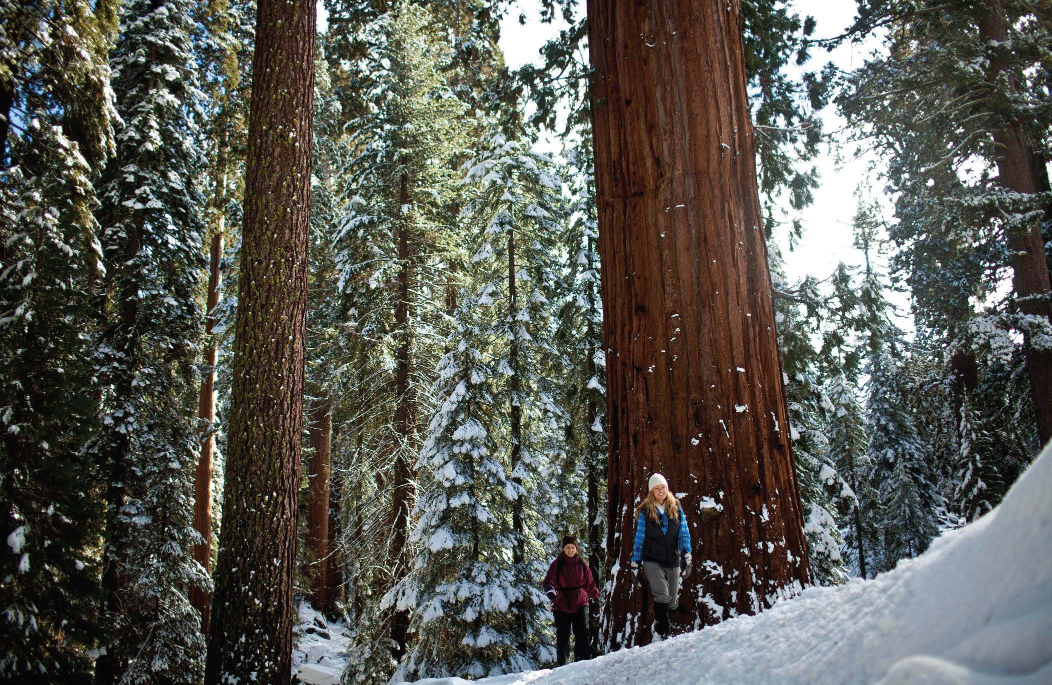 2104x1371 Take Advantage of Sequoia National Park This Winter Valley Voice