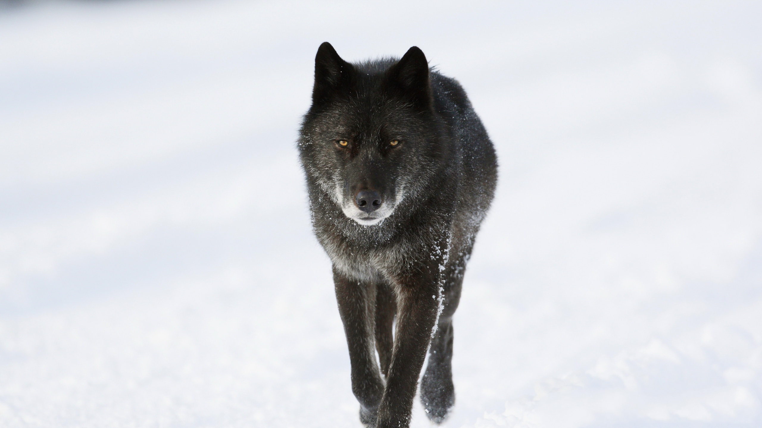 2560x1440 Wild Black TImber Wolf Banff National Park Alberta HD Wallpaper | Hintergrund | | ID:555544