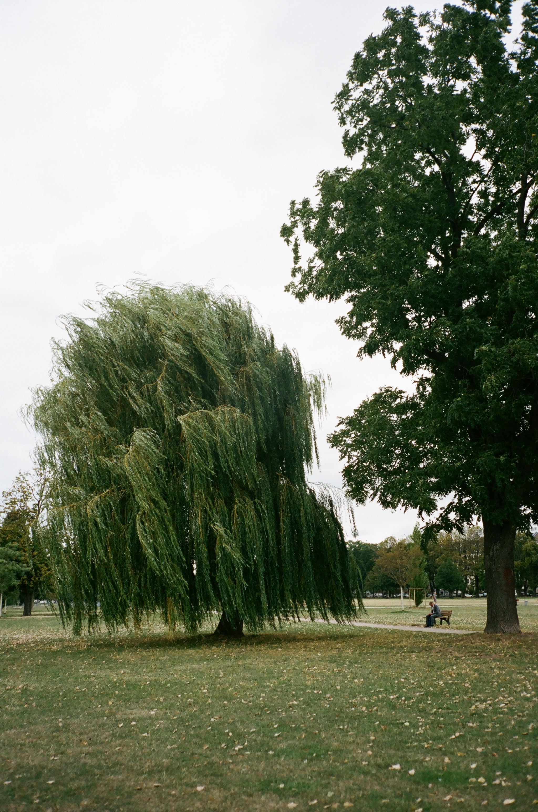 2048x3089 Willow Tree Photos, Download Free Willow Tree Stock Photos \u0026 HD Images