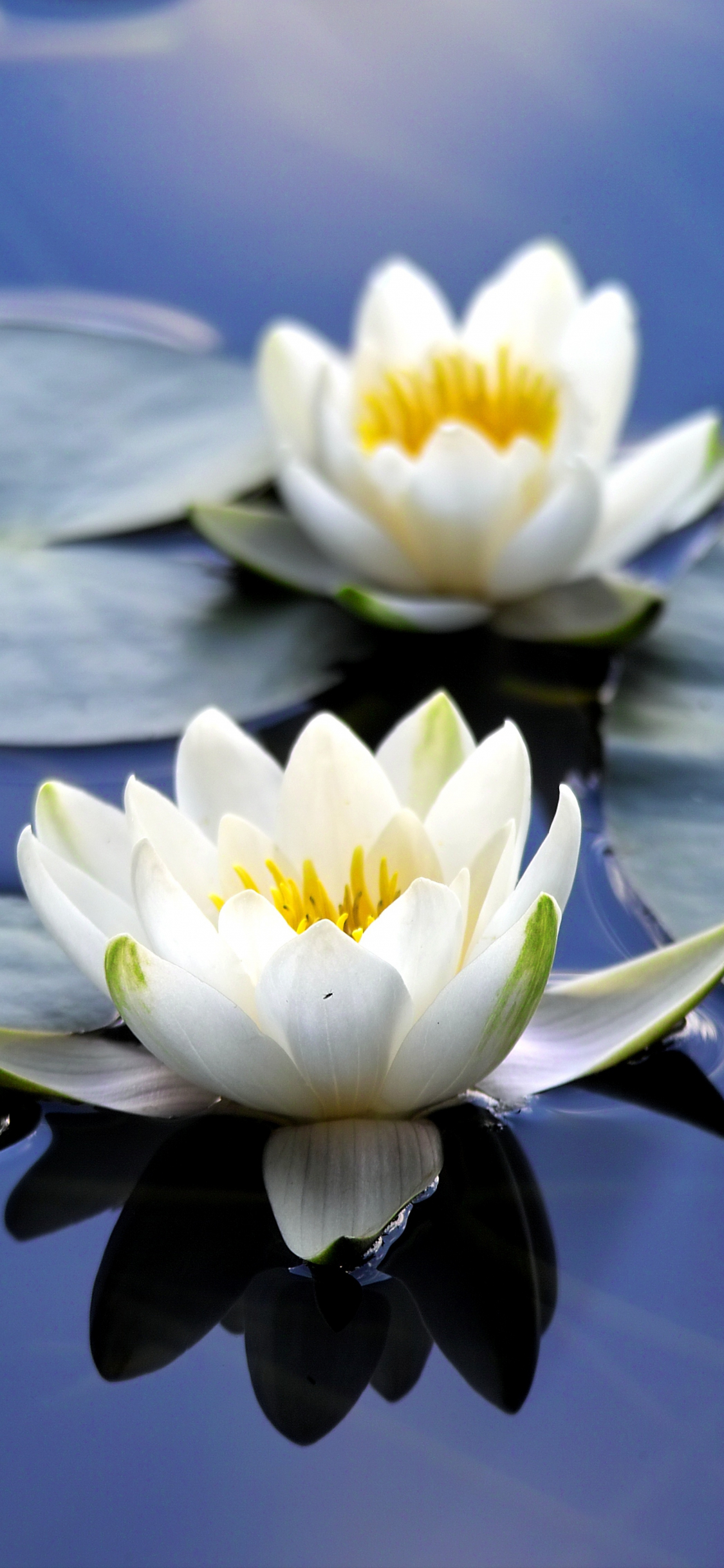 1125x2436 Download flora, white flowers, close up, bloom, water lily wallpaper, iphone x, hd image, background, 19022