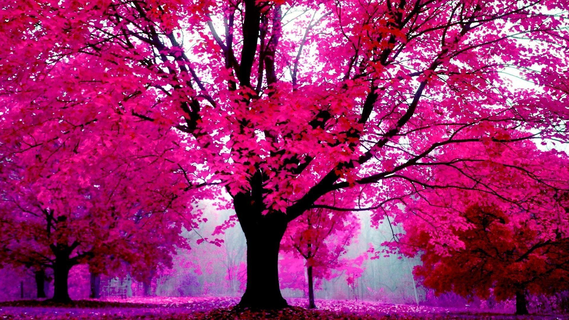 1920x1080 Vera Curaj-Minuz on Twitter | Pink nature, Hd pink wallpapers, Tree wallpaper