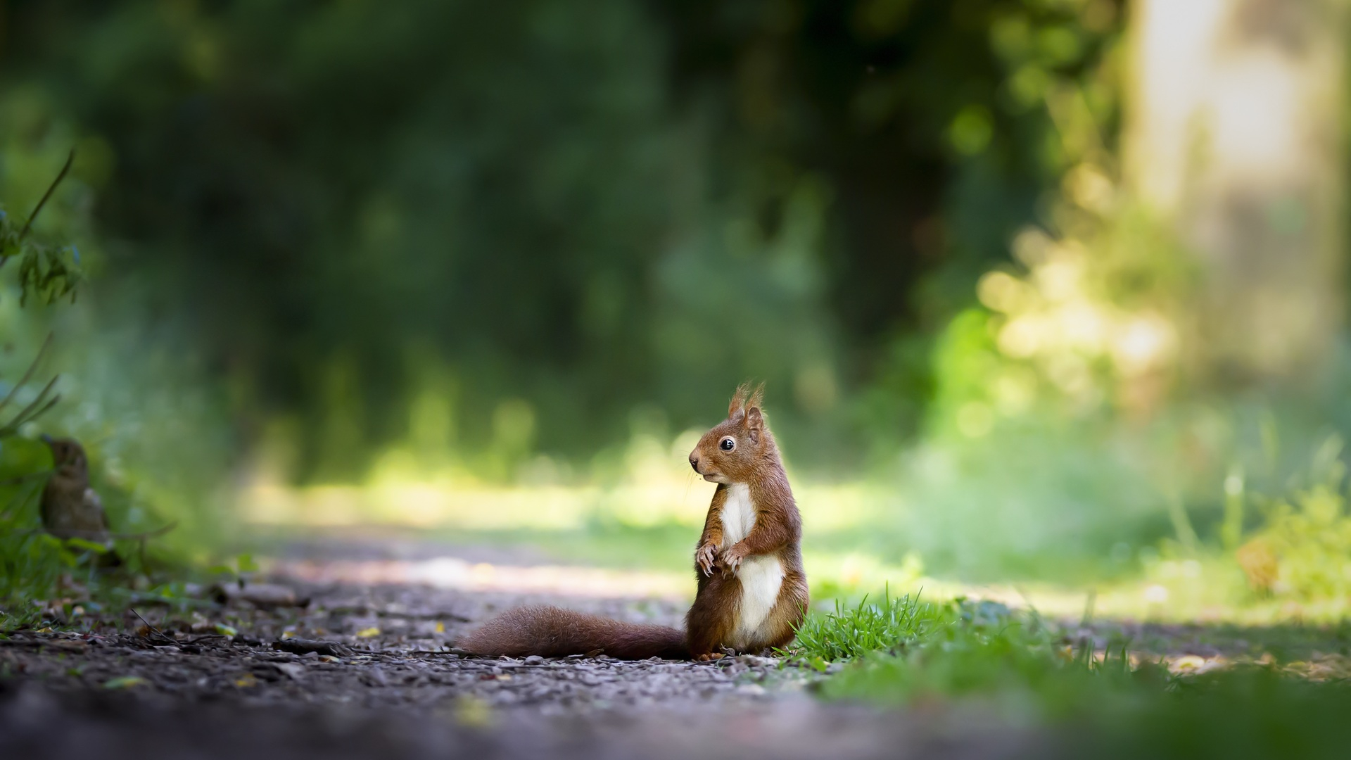 1920x1080 Squirrels Grass 5k Laptop Full HD 1080P HD 4k Wallpapers, Images, Backgrounds, Photos and Pictures