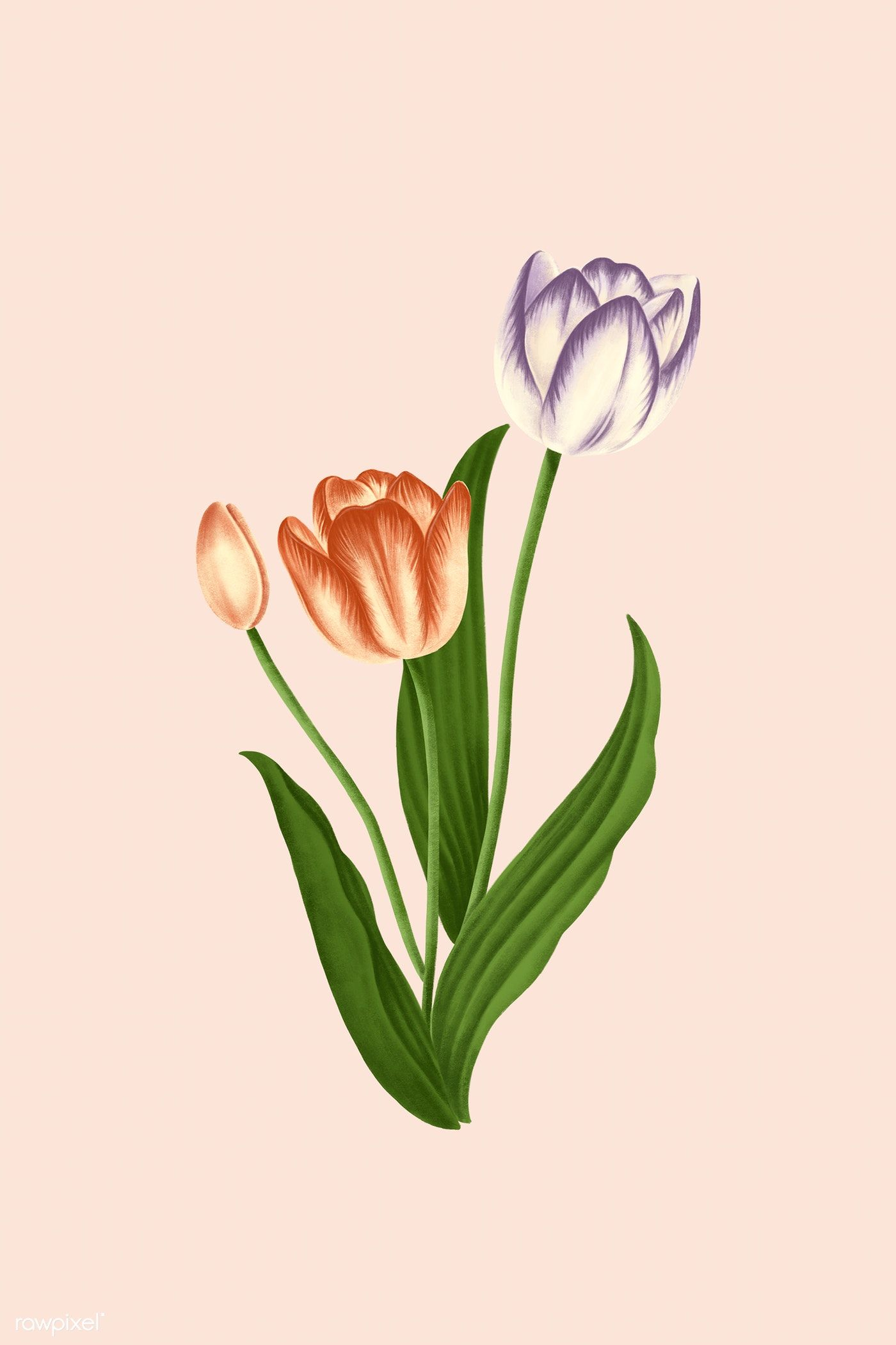 1400x2100 Vintage tulip flower mobile phone wallpaper illustration mockup | premium image by / Noon | Flower illustration, Tulips flowers, Tulips art