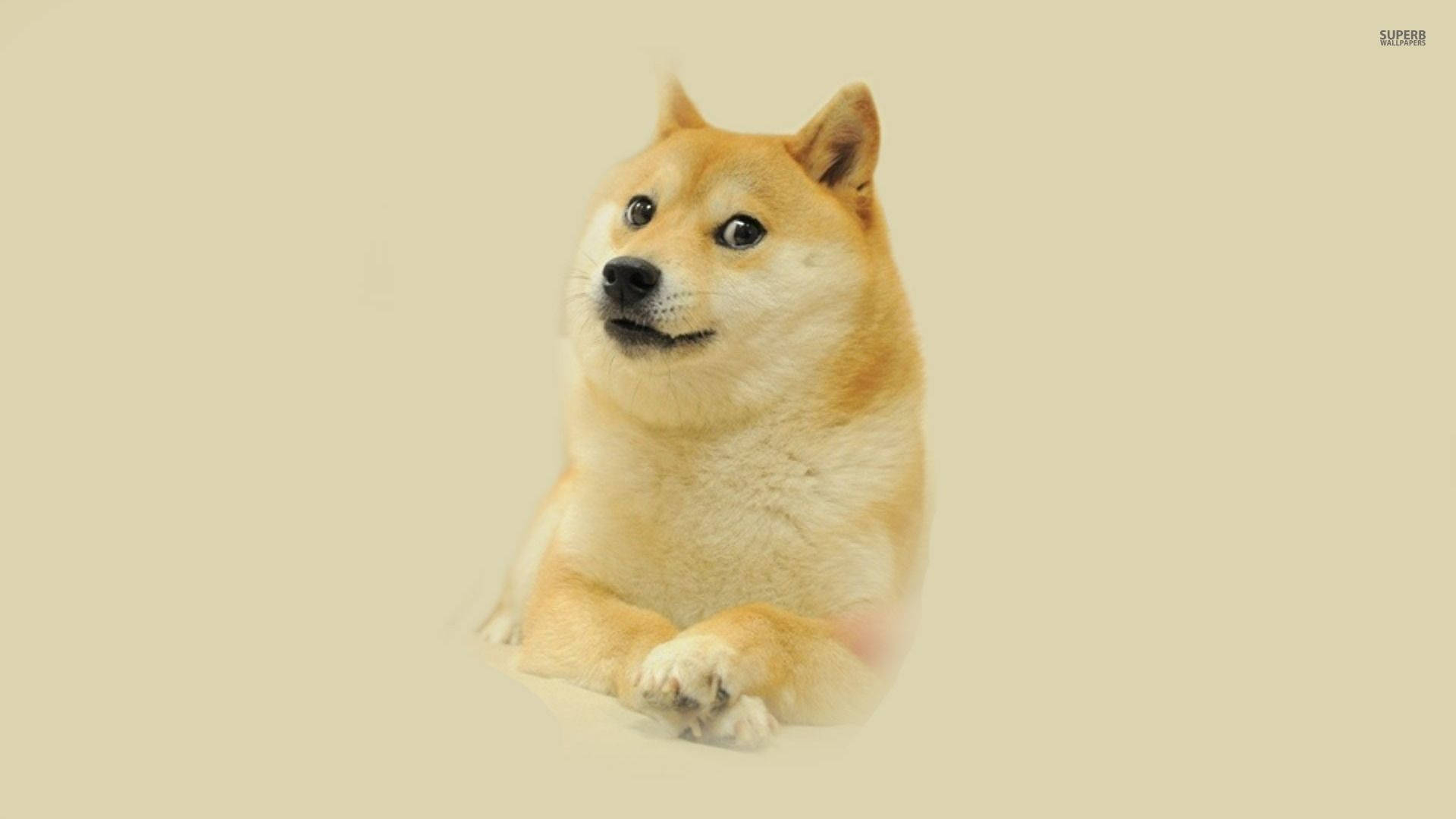 1920x1080 Download Doge Shiba Inu Sitting Meme Wallpaper