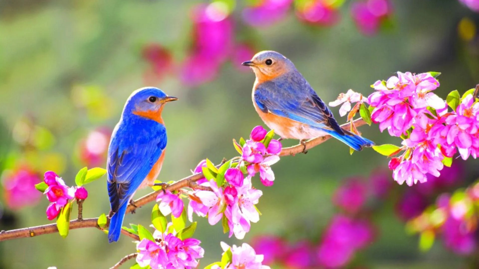 1920x1080 Spring Flowers and Birds Wallpapers Top Free Spring Flowers and Birds Backgrounds