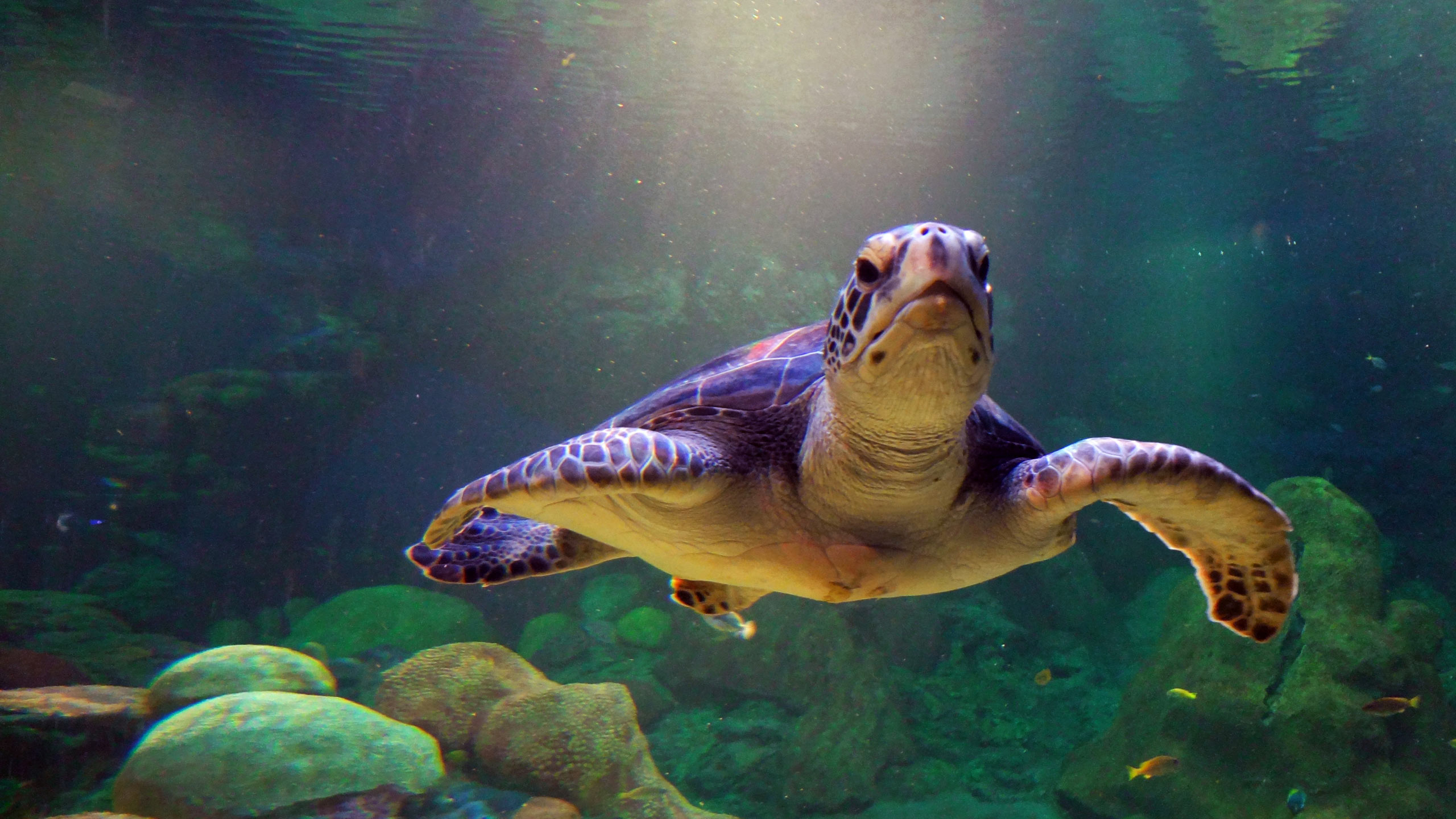 2560x1440 60+ Turtle HD Wallpapers and Backgrounds