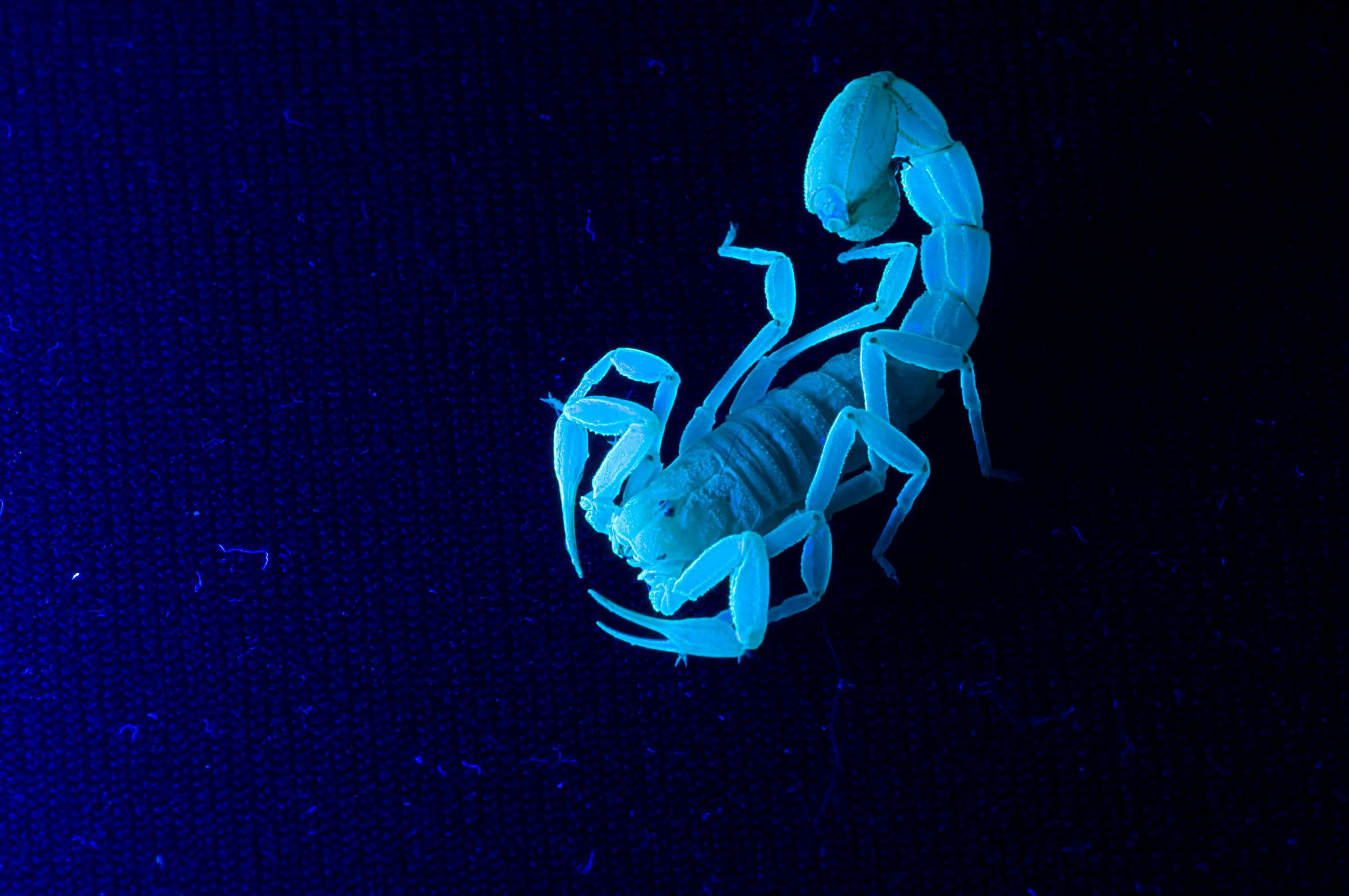 2400x1594 Blue Scorpion Wallpapers Top Free Blue Scorpion Backgrounds