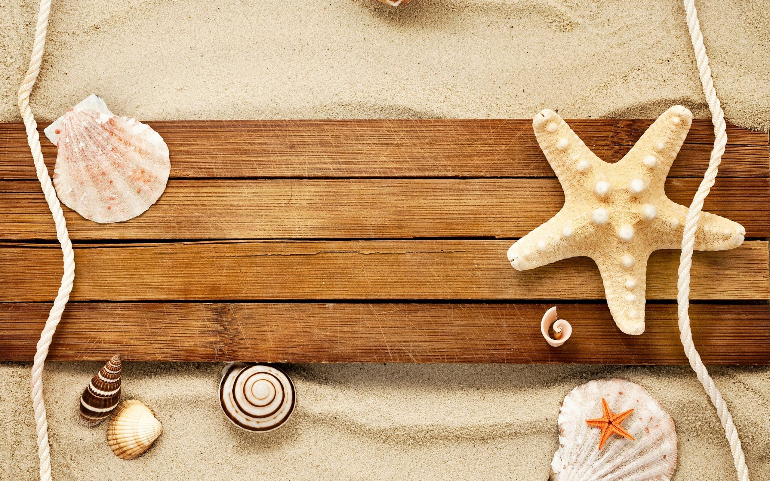 2560x1600 sand-shells-snail-starfish-beach | Beach wallpaper, Wallpaper, Sea shells