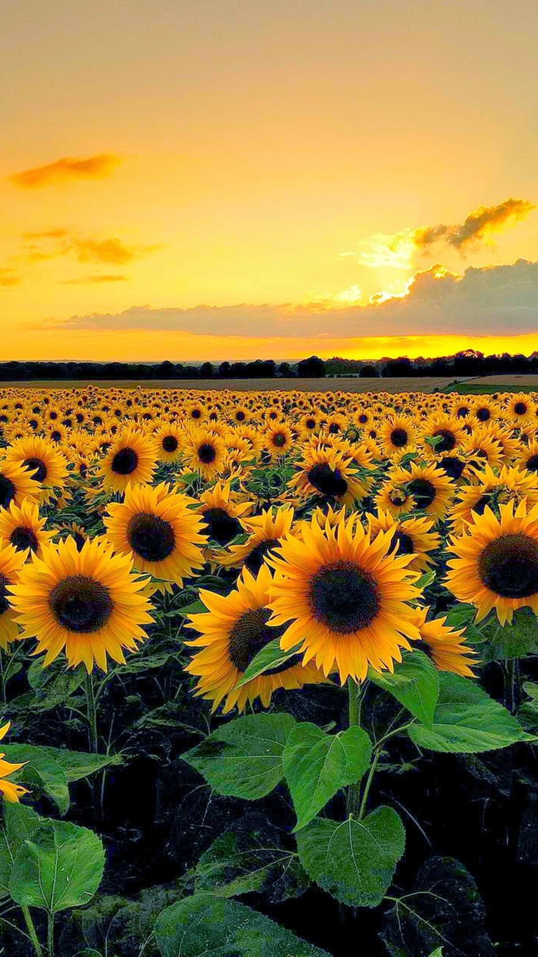 1080x1920 Sunflower Field Wallpapers Top Free Sunflower Field Backgrounds