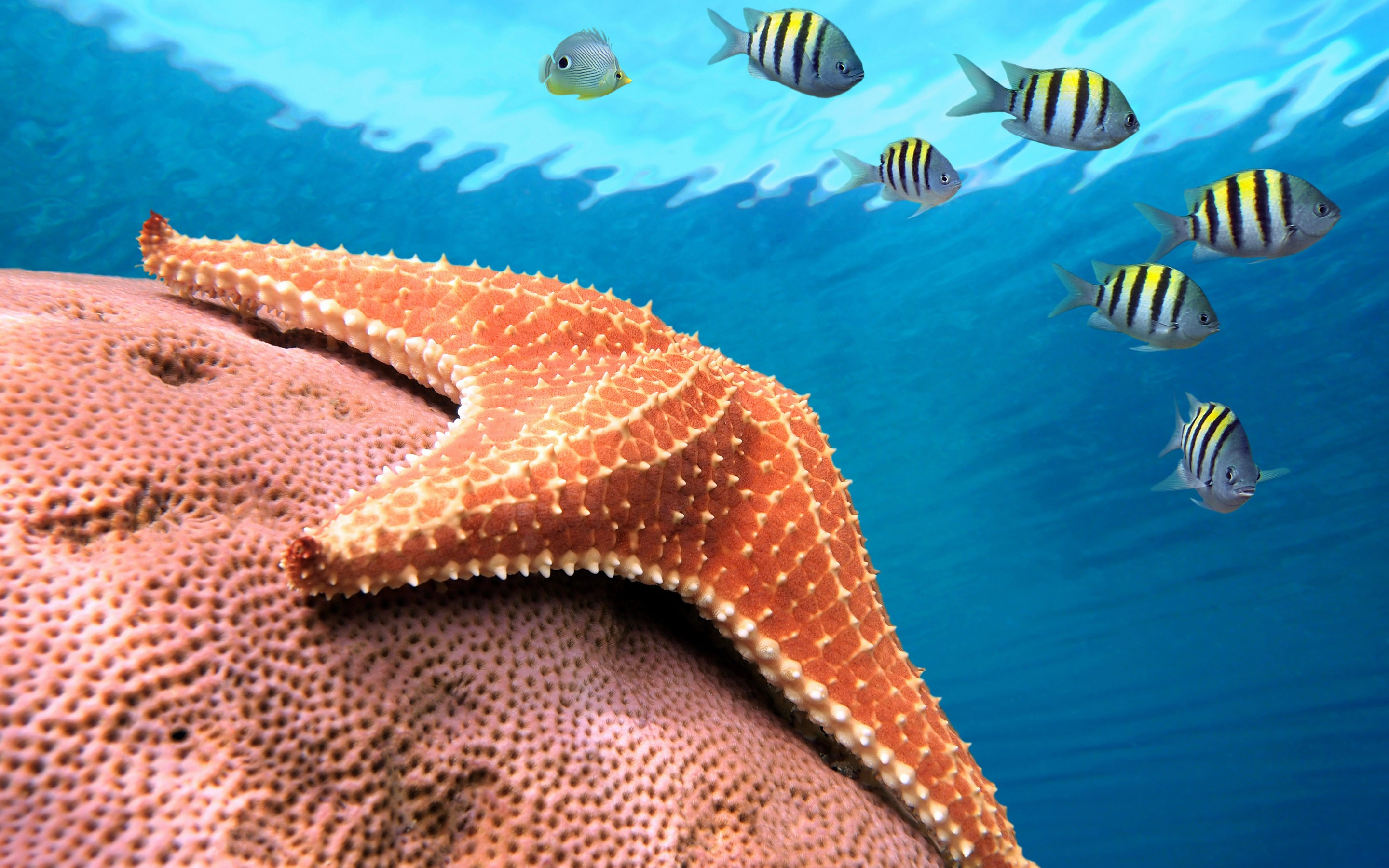 2880x1800 110+ Starfish HD Wallpapers and Backgrounds