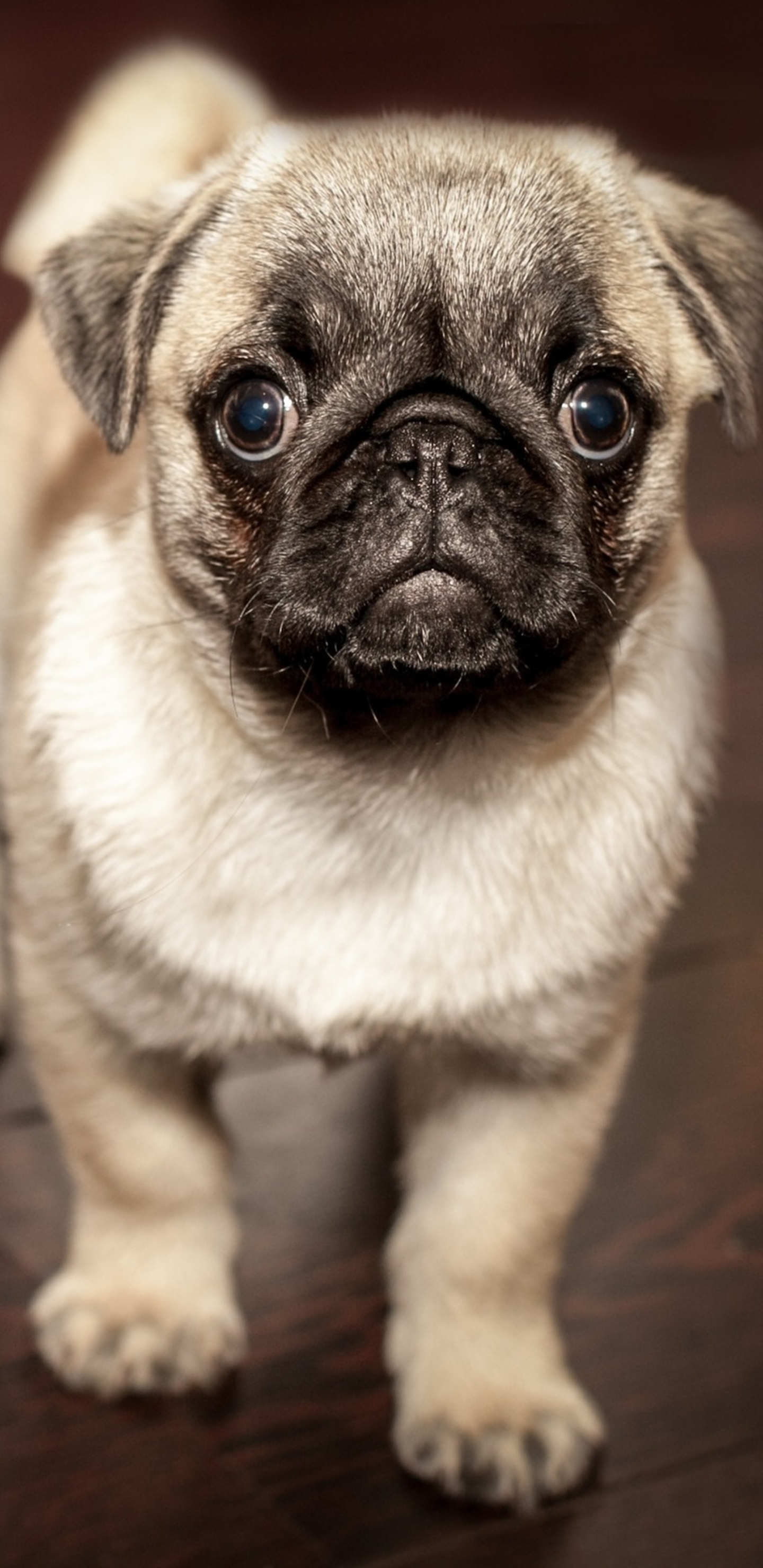 1440x2960 Pug Puppy Samsung Galaxy Note 9,8, S9,S8,S8+ QHD HD 4k Wallpapers, Images, Backgrounds, Photos and Pictures