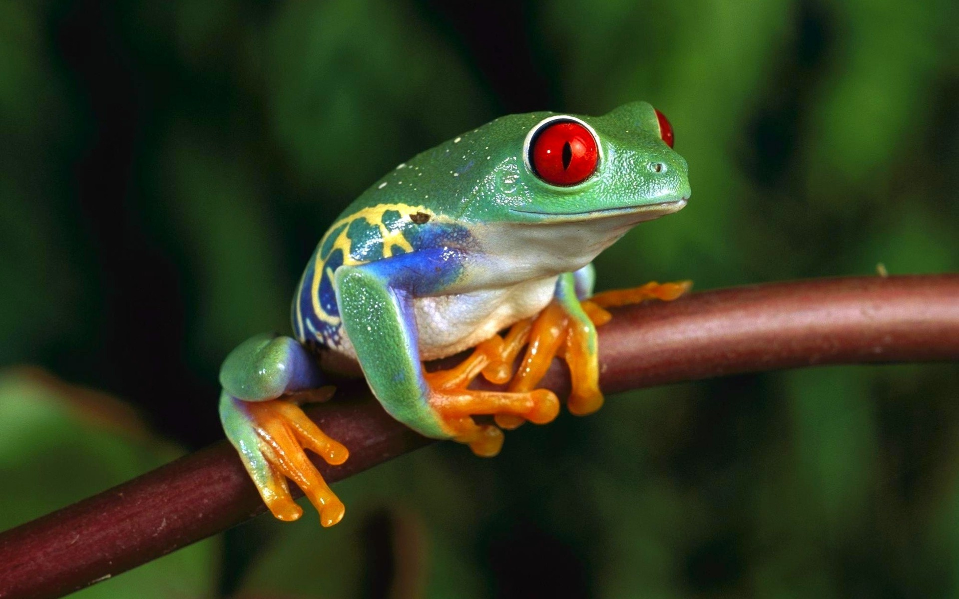 1920x1200 Tree Frog Wallpaper (66+ pictures