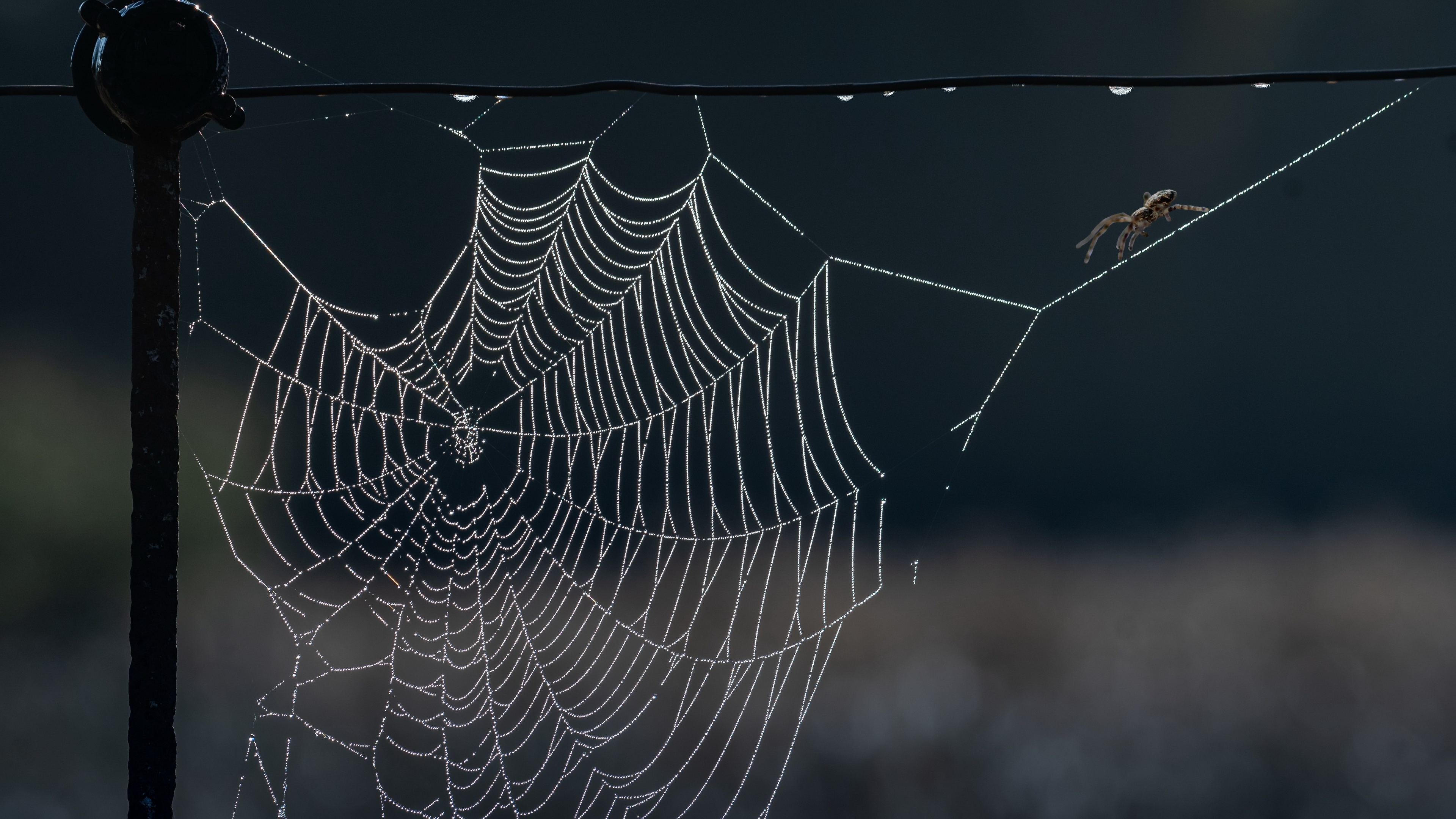 3840x2160 10+ 4K Spider Web Wallpapers | Background Images