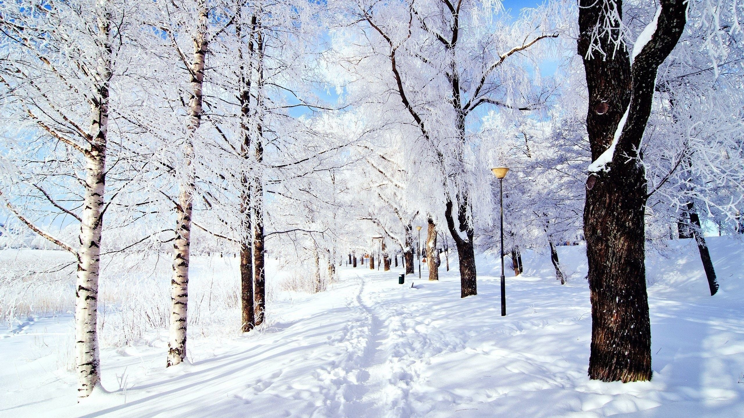 2560x1440 Snow Scenery Wallpapers