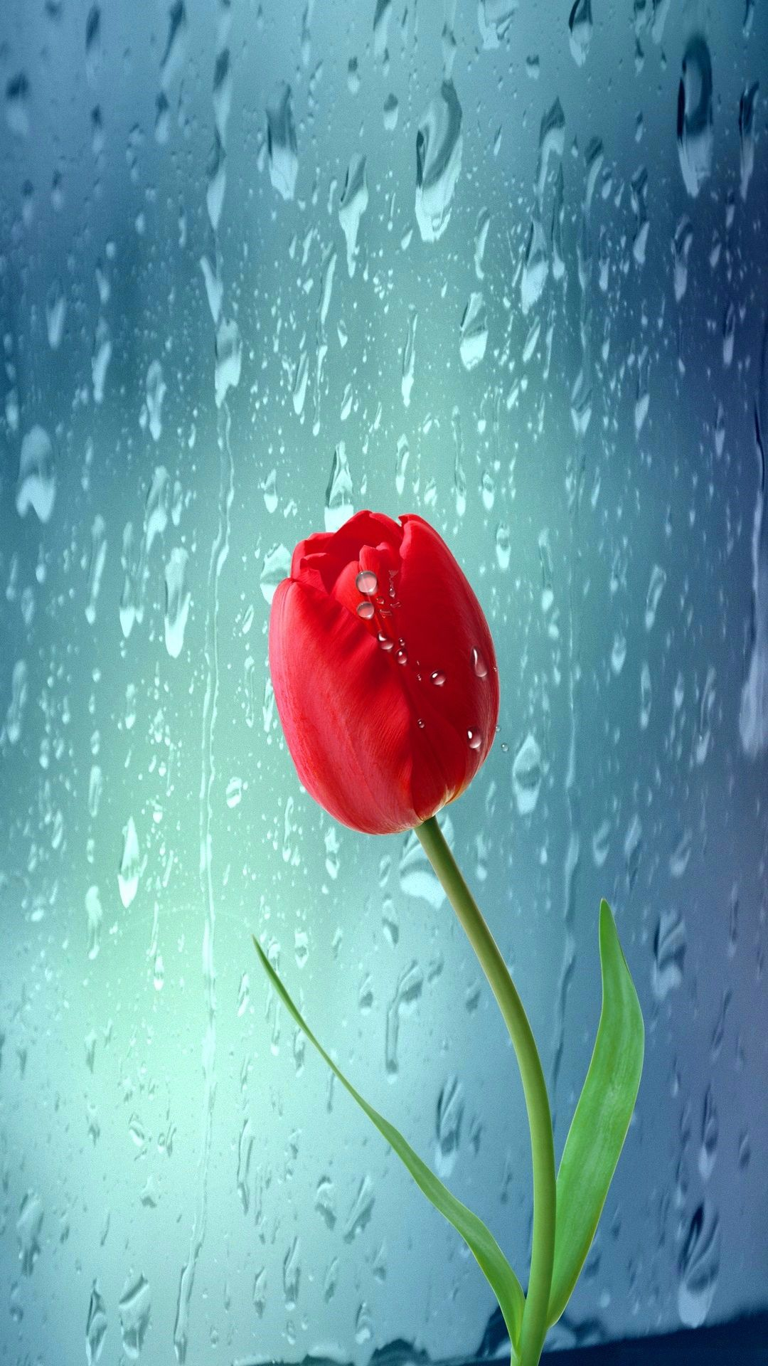1080x1920 A Tulip Next To A Window Mobile HD Wallpaper Vactual Papers | Beautiful flowers, Tulips, Free flower wallpaper